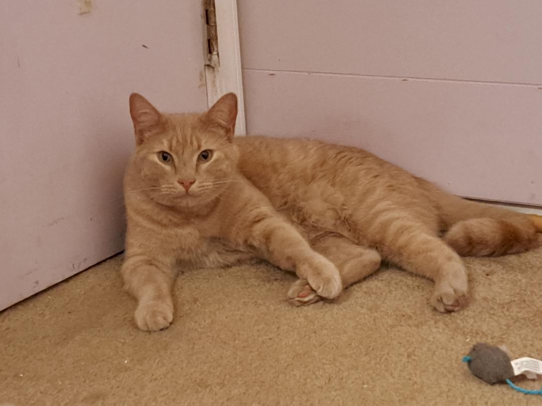 Enlarge Mango Sun. BONDED BROTHER OF CLEMSON!, a Adoptable Domestic Short Hair in Stowe, PA image 6/6