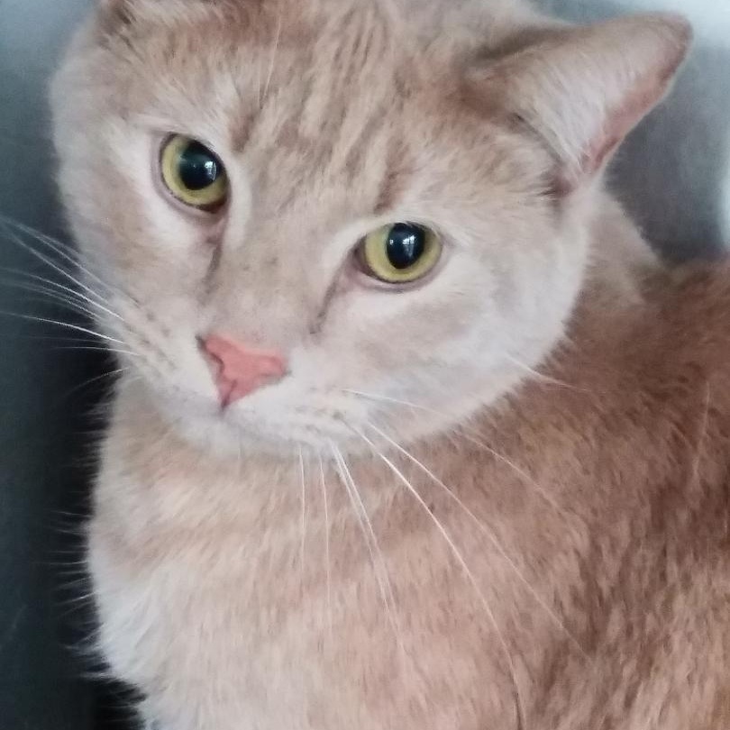 Enlarge Mango Sun. BONDED BROTHER OF CLEMSON!, a Adoptable Domestic Short Hair in Stowe, PA image 2/6