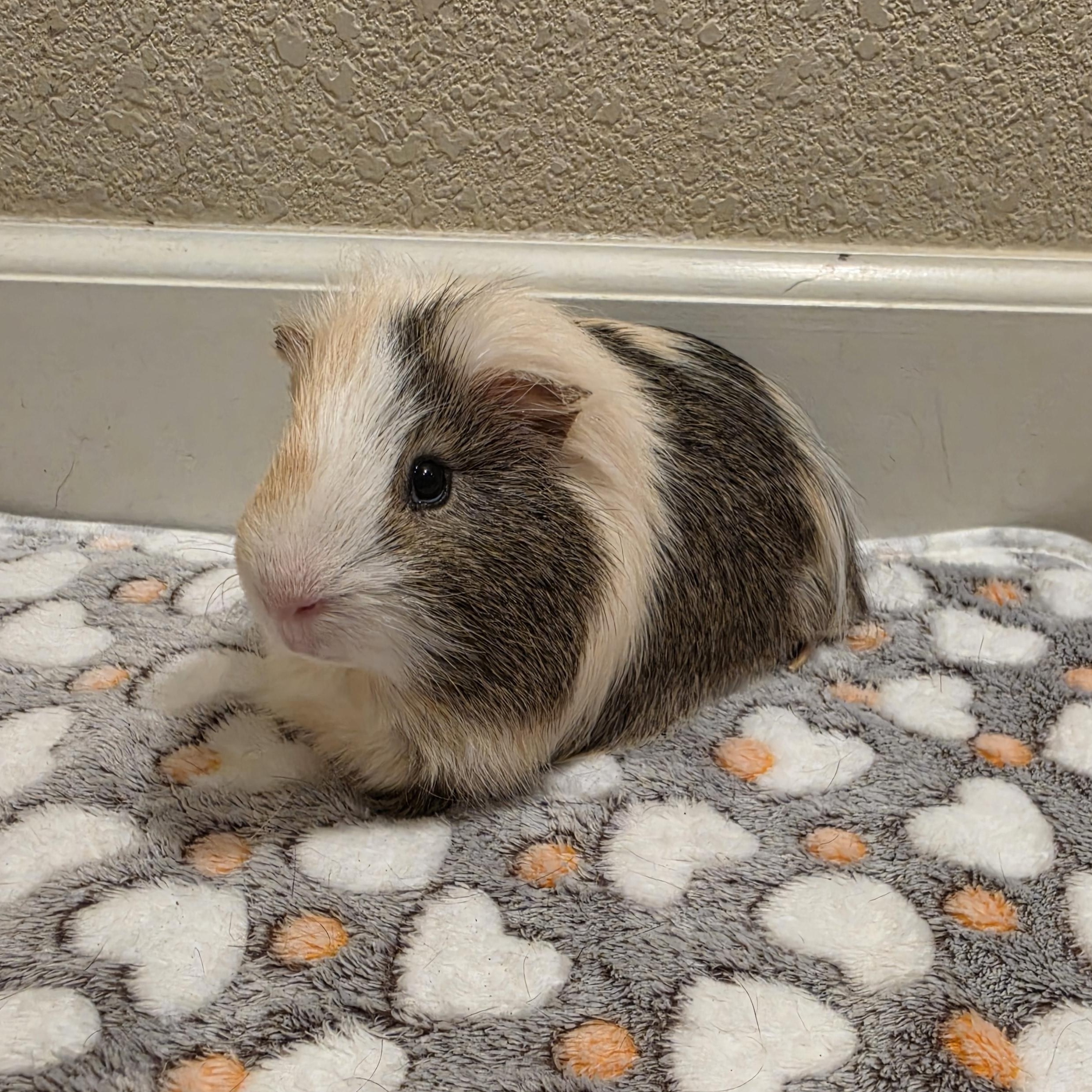 Enlarge S'mores, a ADOPTABLE Silkie / Sheltie in Walnut Grove, CA image 1/3