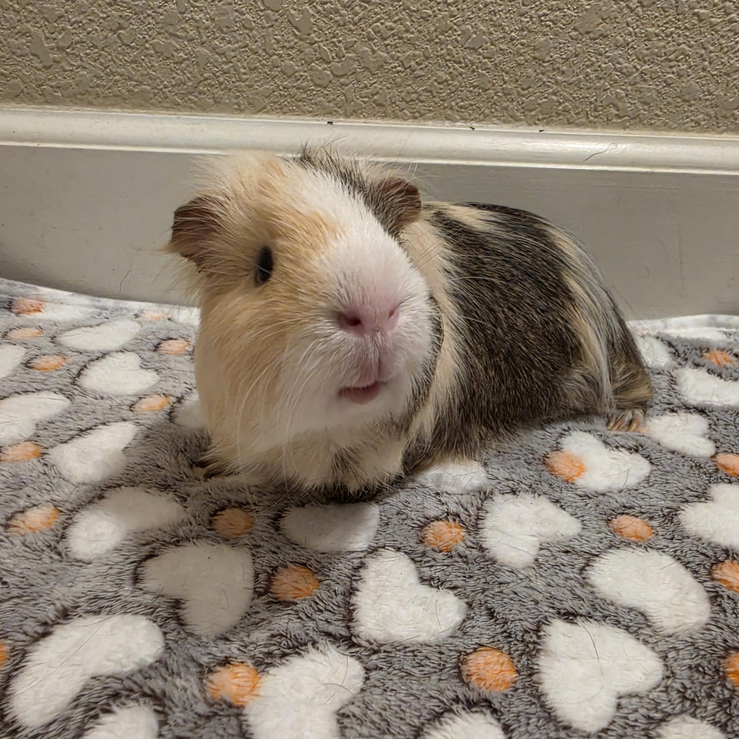 Enlarge S'mores, a ADOPTABLE Silkie / Sheltie in Walnut Grove, CA image 2/3