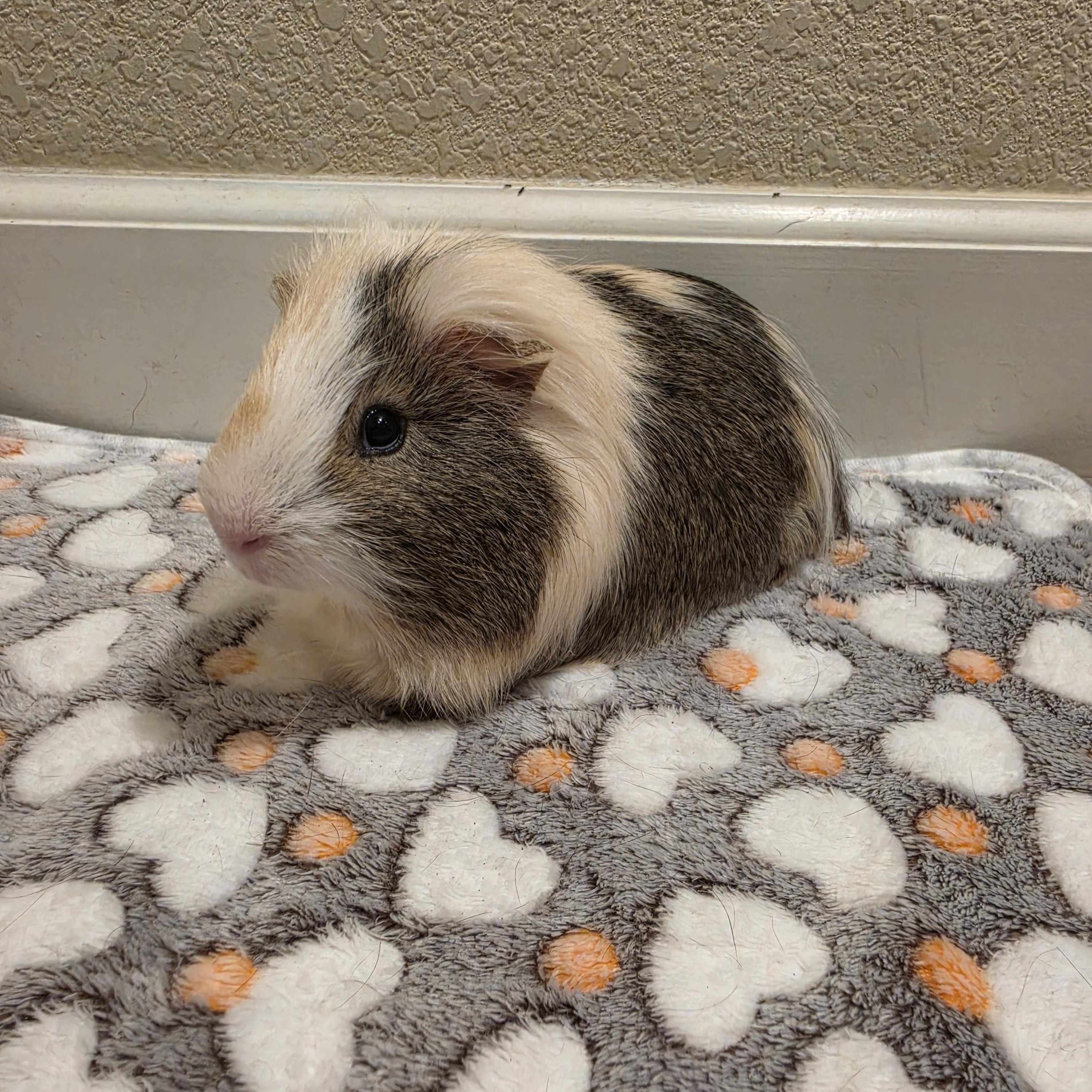 Enlarge S'mores, a ADOPTABLE Silkie / Sheltie in Walnut Grove, CA image 3/3
