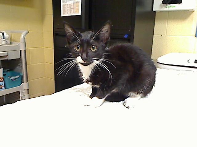 MEEPA, Adoptable, Kitten Female Domestic Short Hair & Domestic Short Hair.