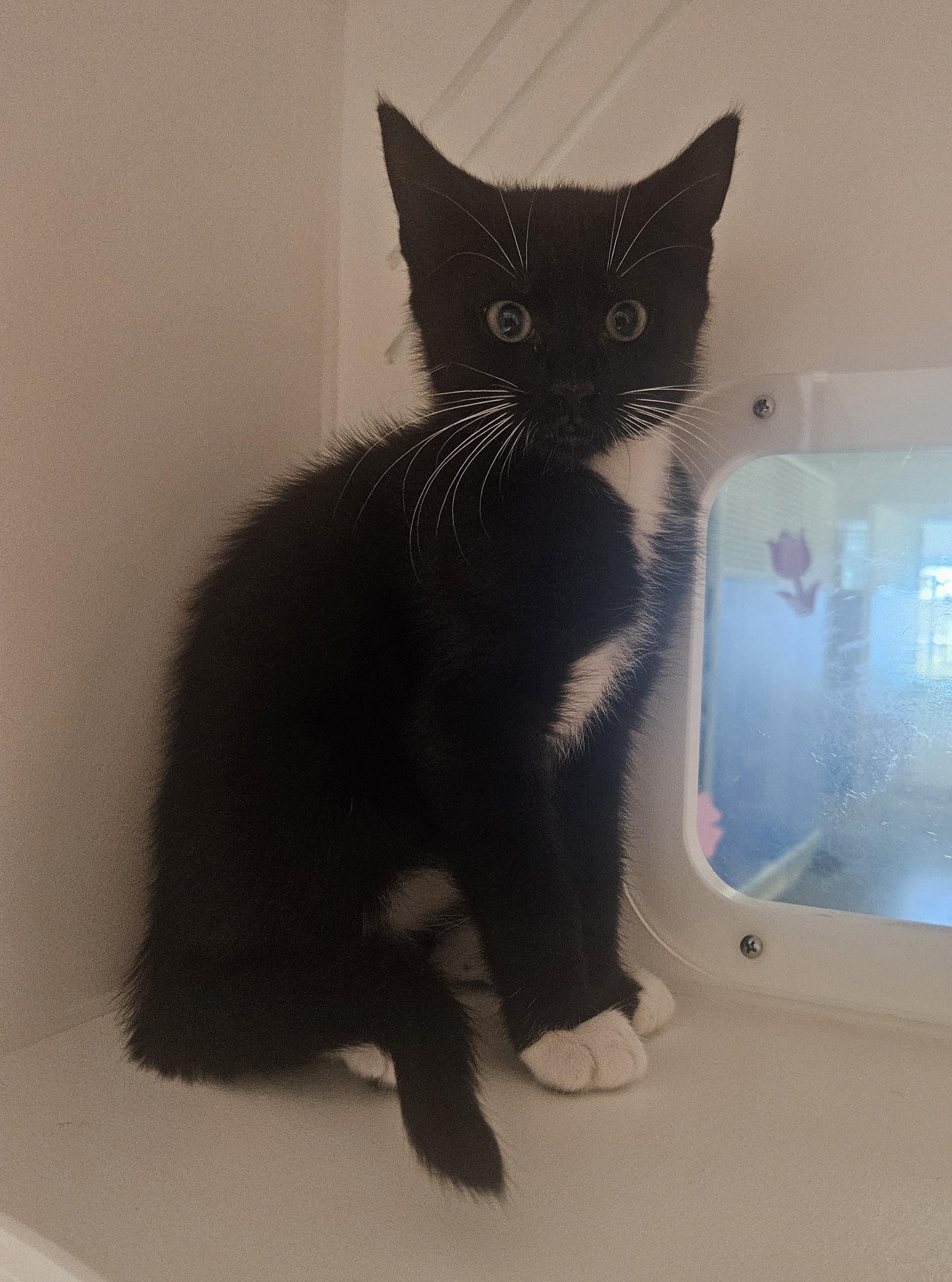 Enlarge Kawai, an adopted Domestic Short Hair in Fall River, MA image 1/1