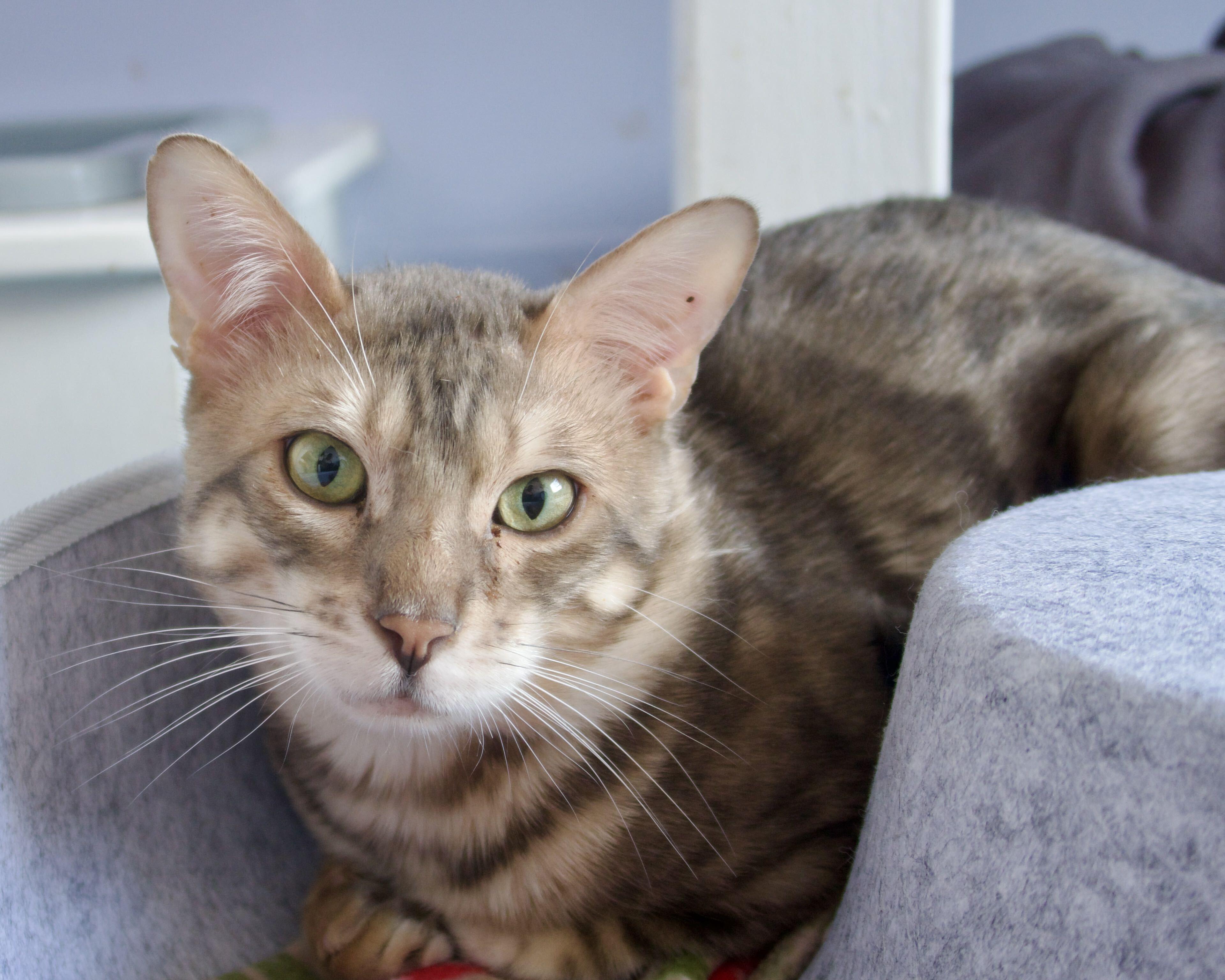 Pele, Adoptable, Young Male Bengal.