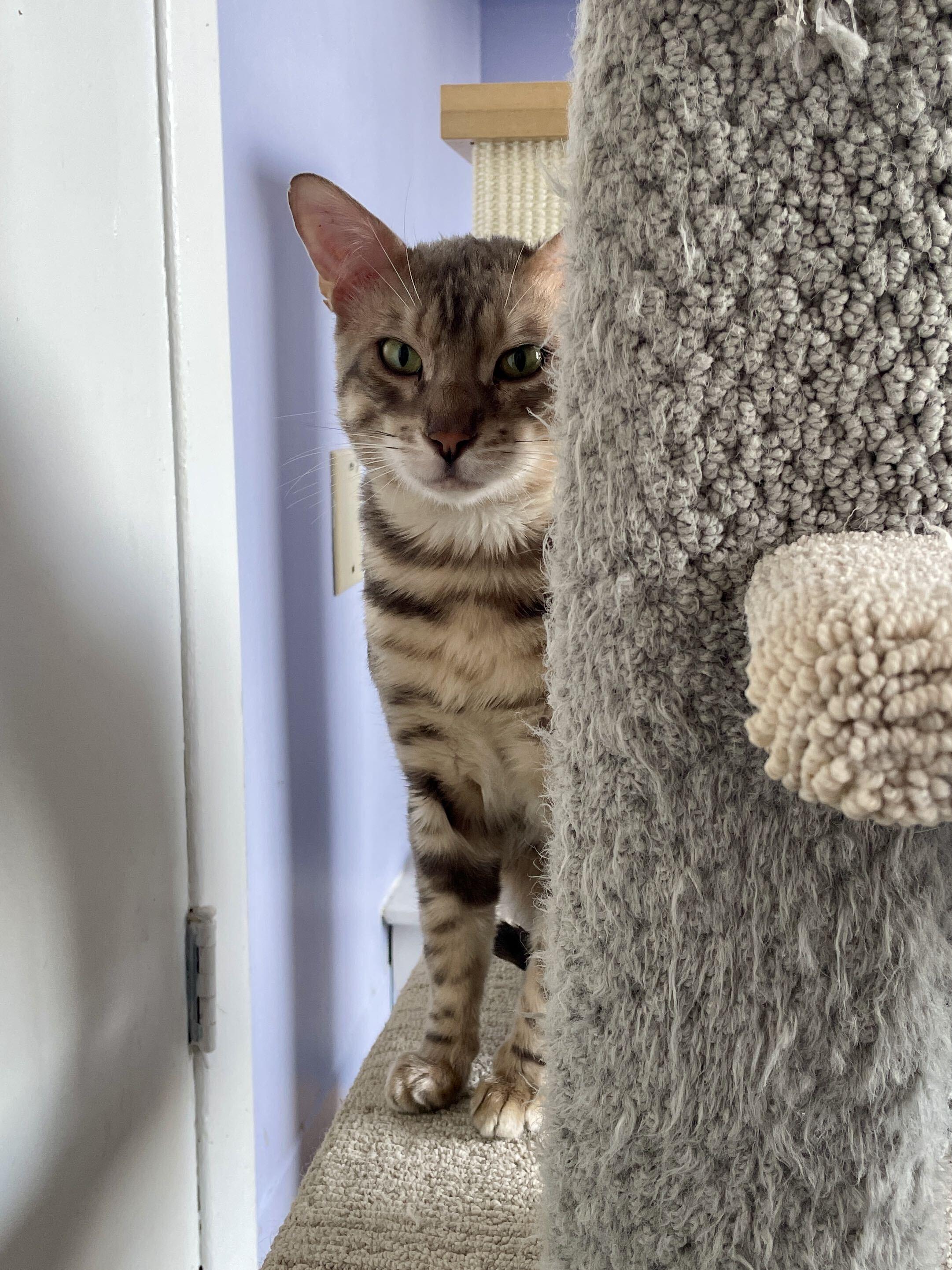 Enlarge Pele, a Adoptable Bengal in Toronto, ON image 3/5