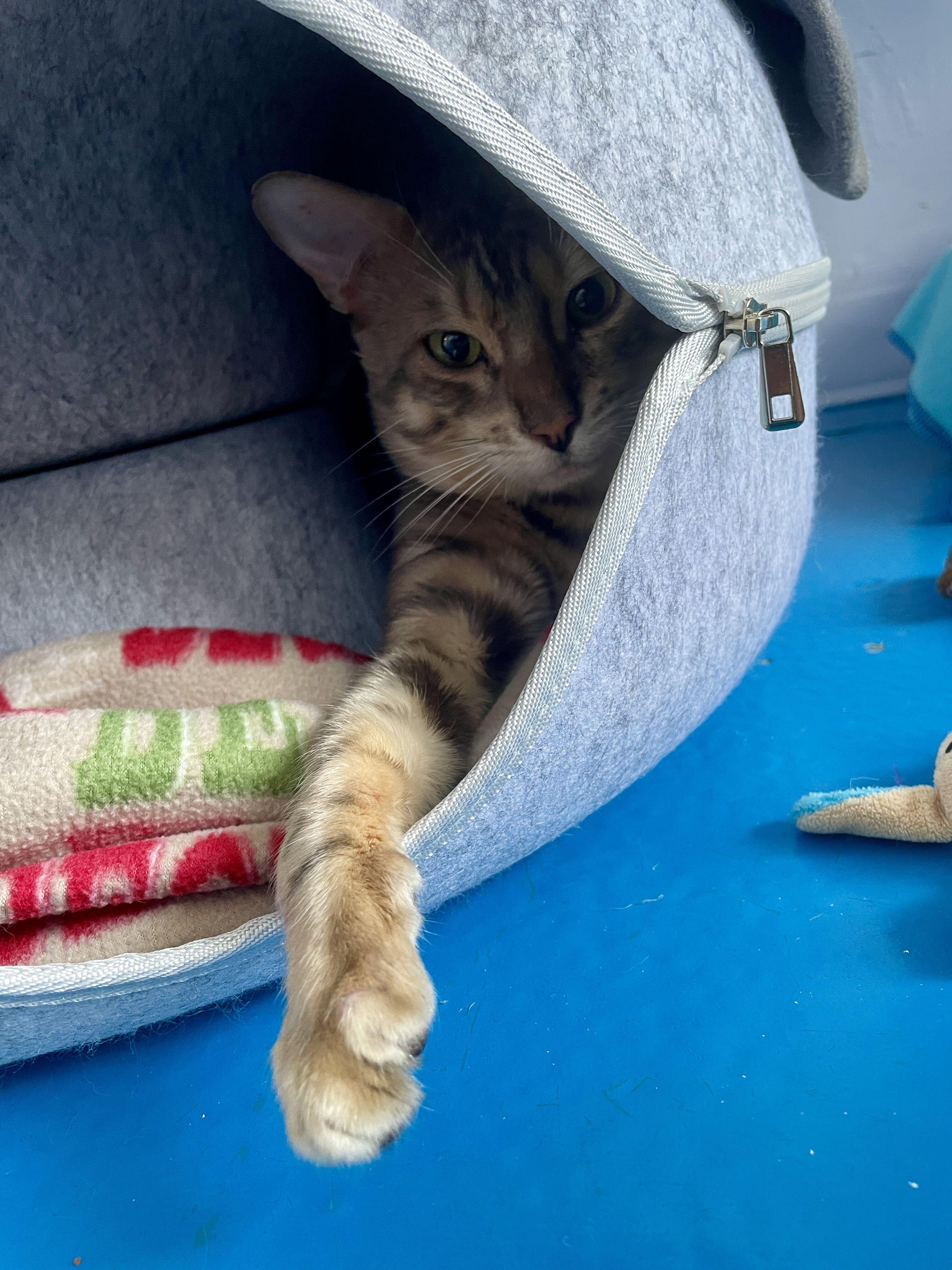 Enlarge Pele, a Adoptable Bengal in Toronto, ON image 5/5