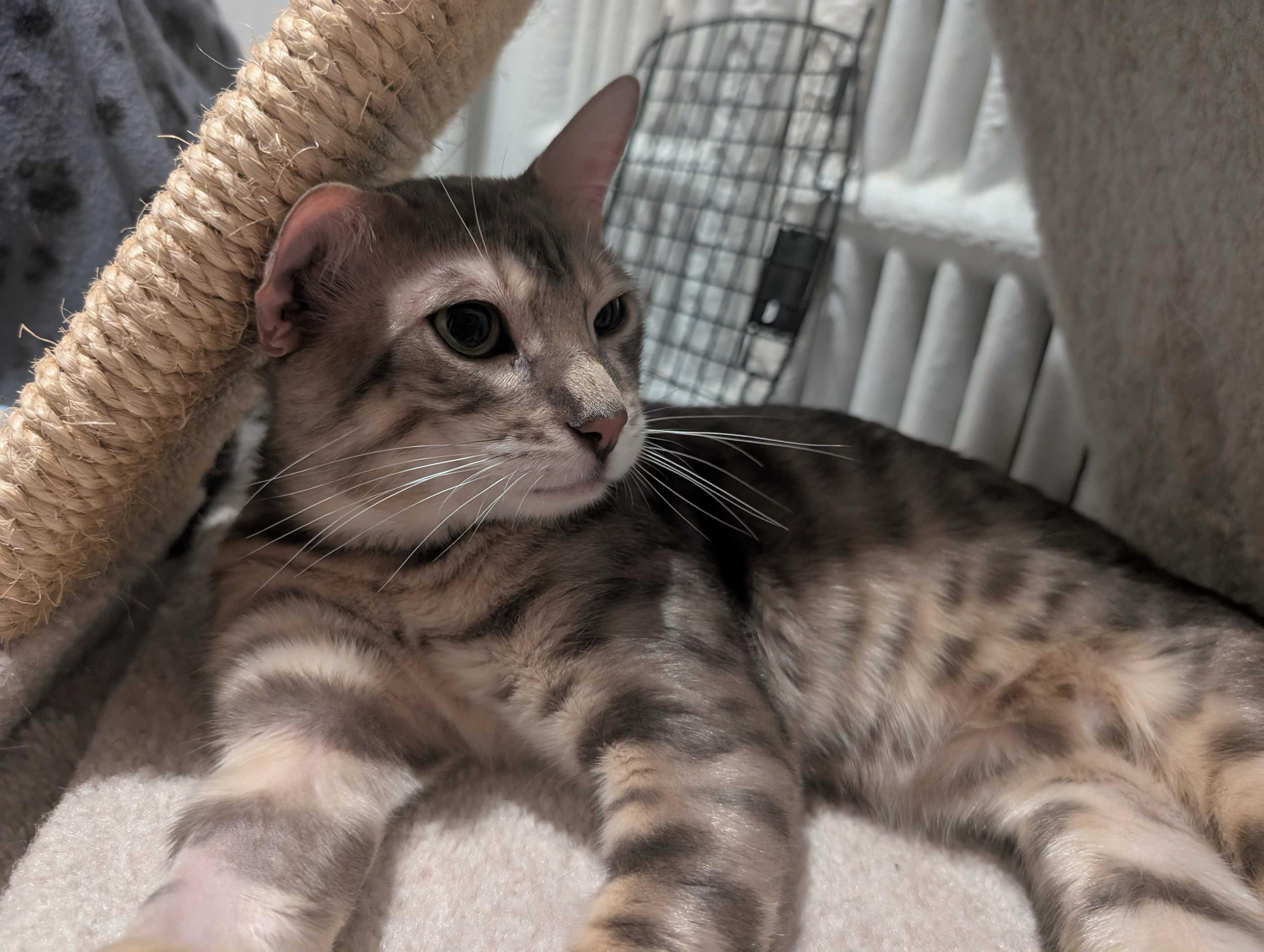 Enlarge Pele, a Adoptable Bengal in Toronto, ON image 2/5