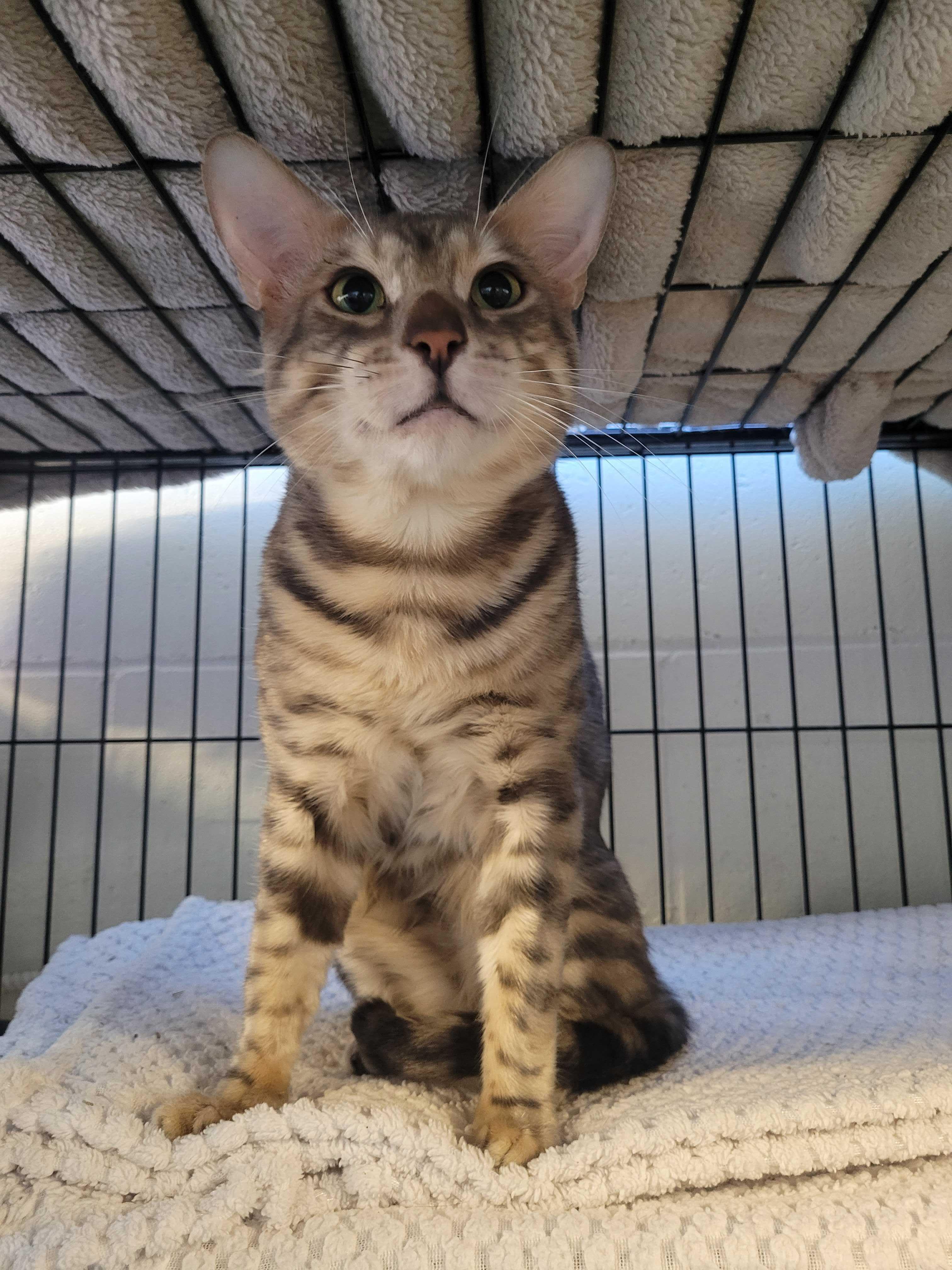 Enlarge Pele, a Adoptable Bengal in Toronto, ON image 4/5