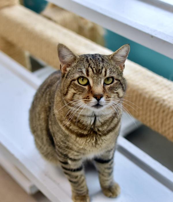 Enlarge Hercules, a Adoptable Domestic Short Hair in Marietta, GA image 1/3