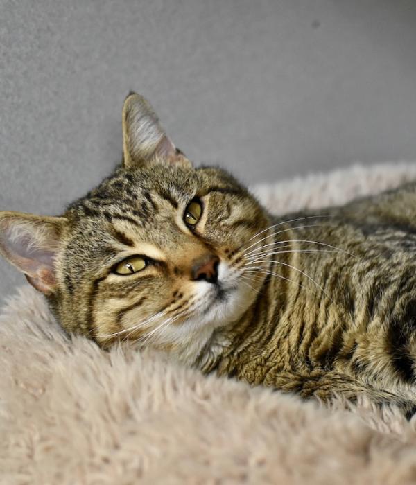 Enlarge Hercules, a Adoptable Domestic Short Hair in Marietta, GA image 2/3