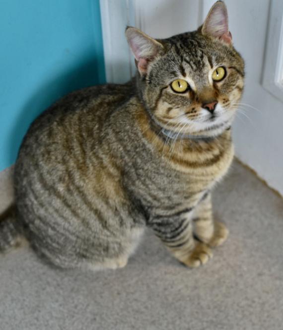 Enlarge Hercules, a Adoptable Domestic Short Hair in Marietta, GA image 3/3