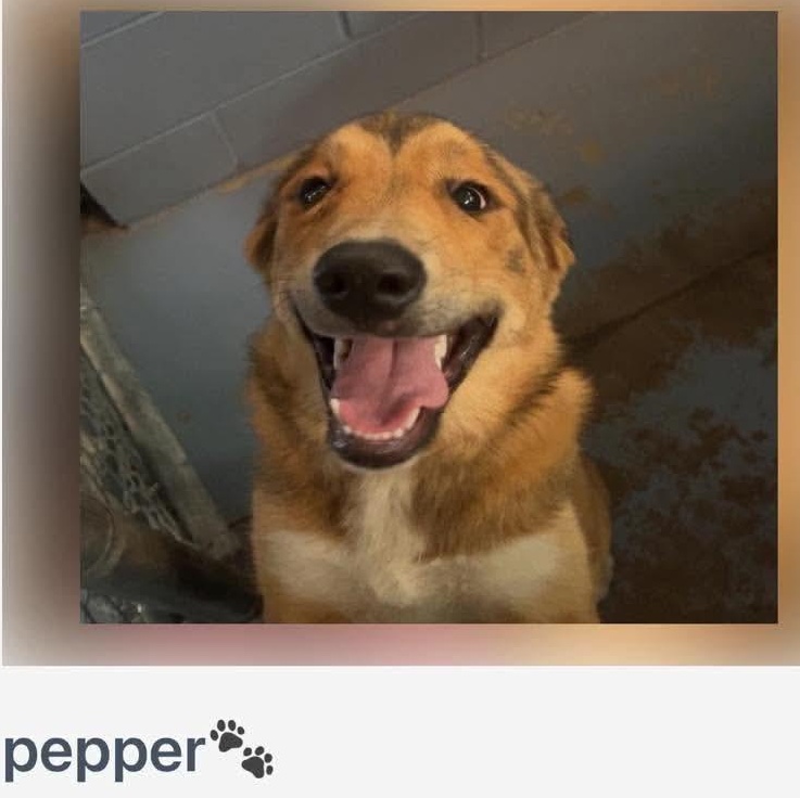 Enlarge Pepper- Home Visit in Process, a Adopted Mixed Breed in Hartland, WI image 5/5