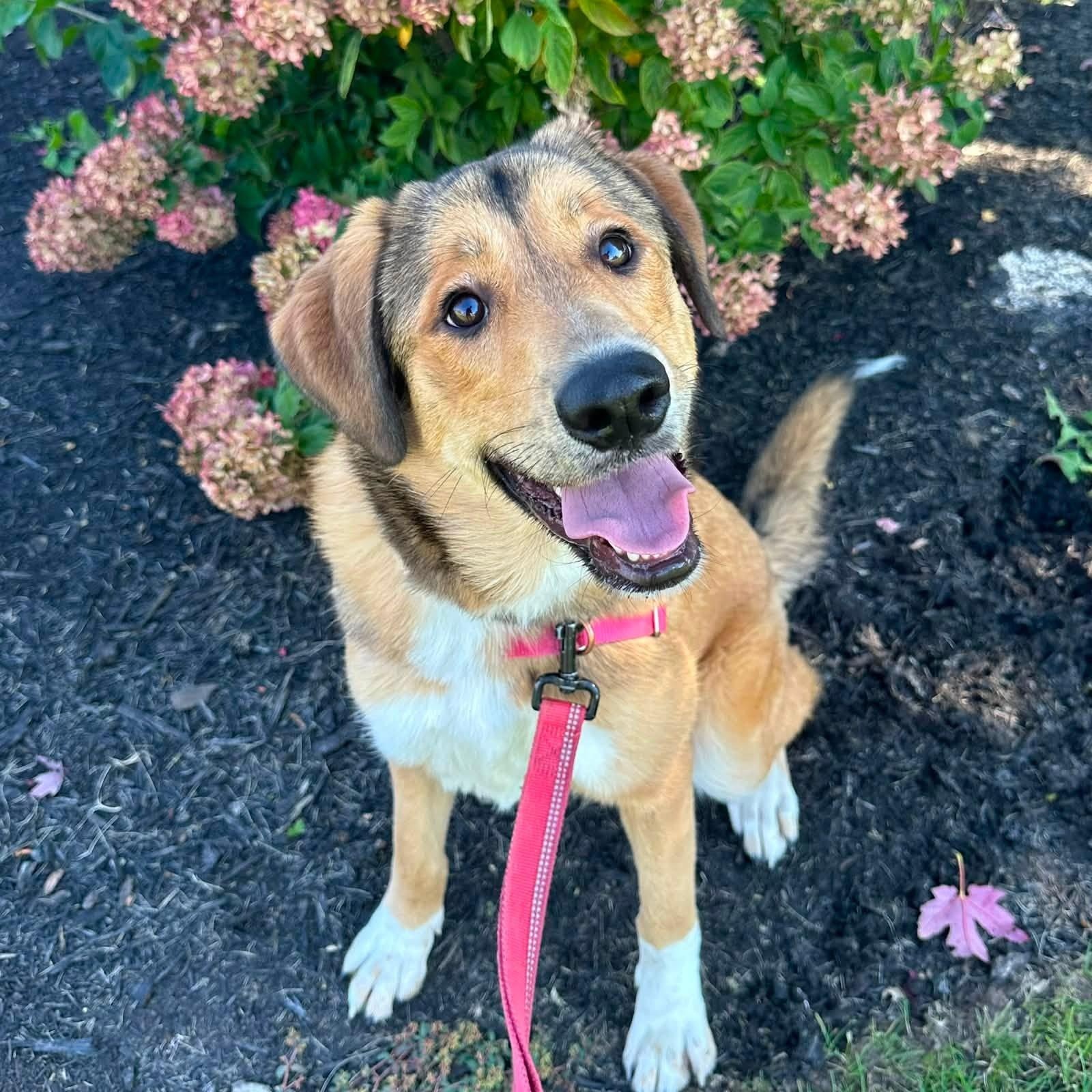 Pepper- Home Visit in Process, Adopted, Young Female Mixed Breed.