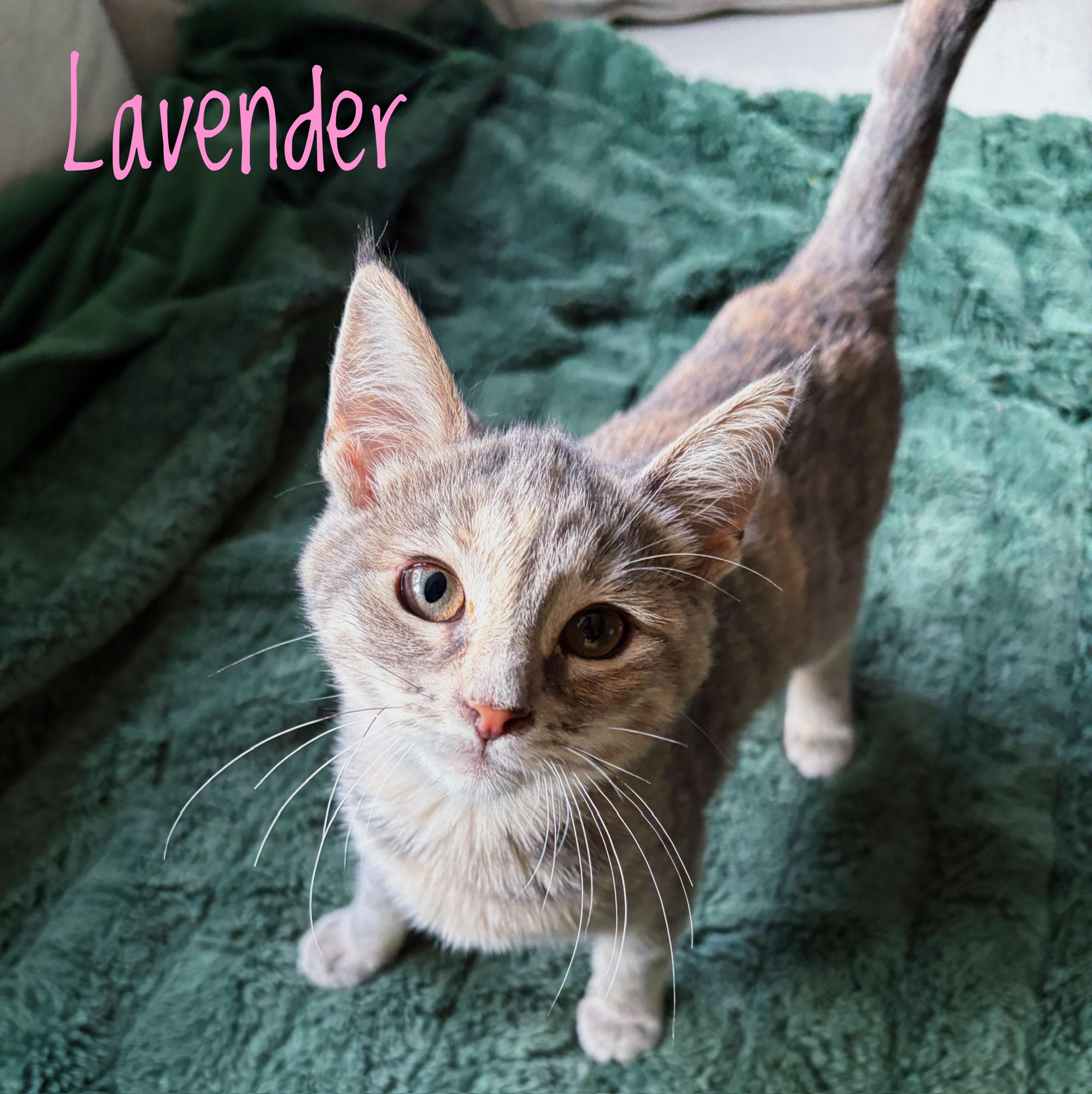 Lavender, Adoptable, Kitten Female Domestic Short Hair.