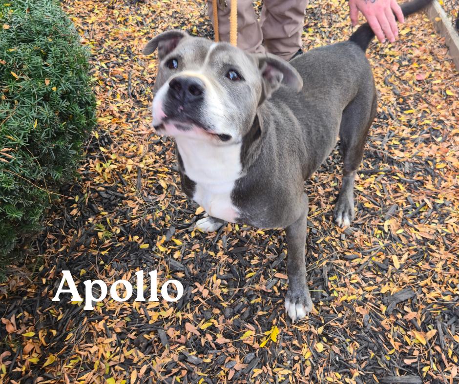 Apollo