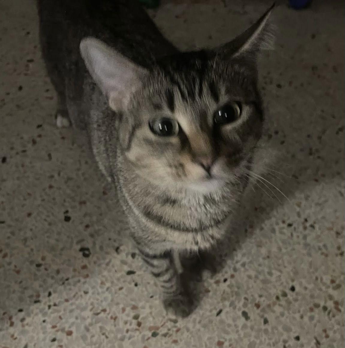 Enlarge Carly, a Adoptable mixed breed in West Palm Beach, FL image 1/3