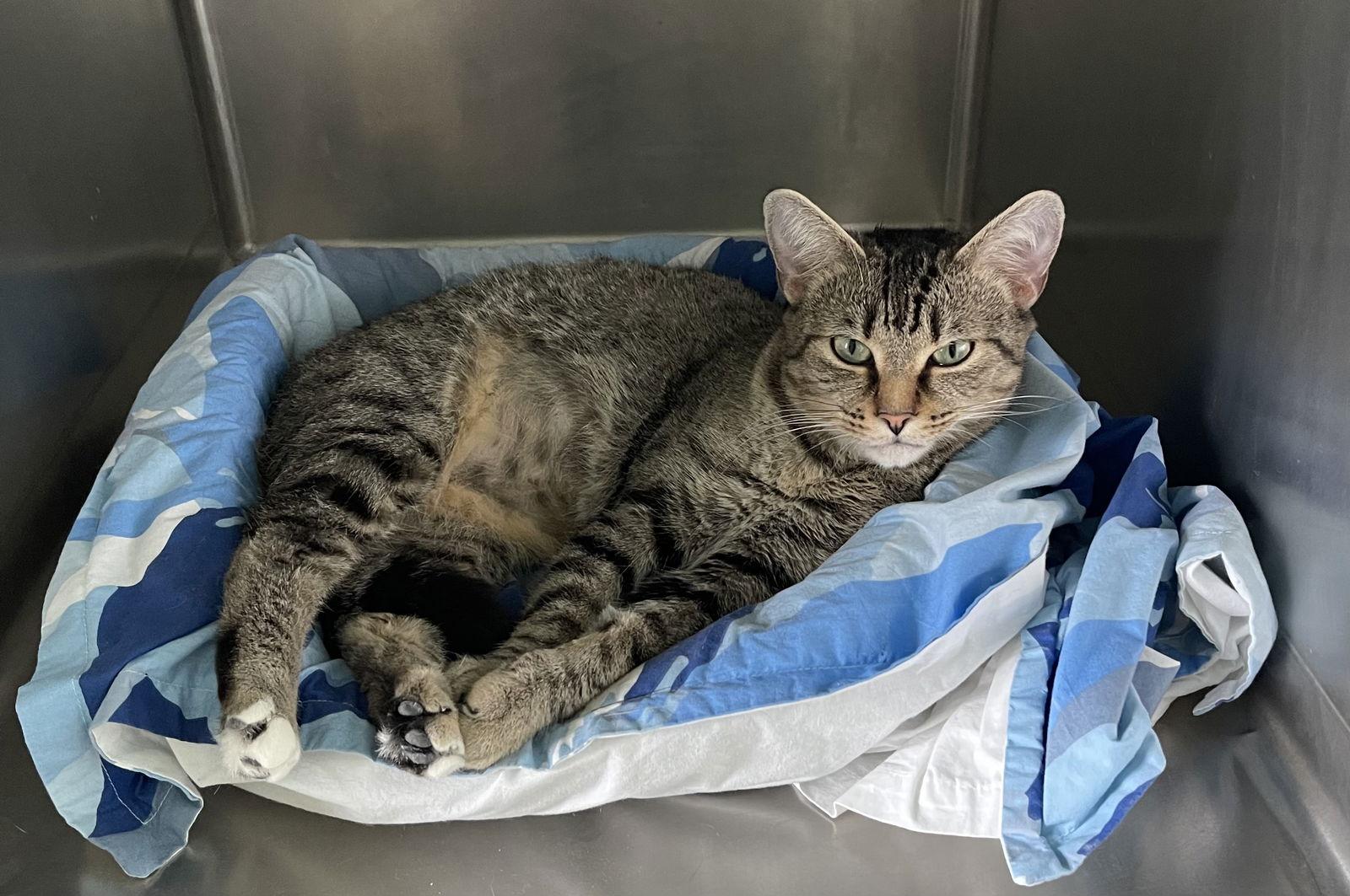 Carly, Adoptable, Adult Female Domestic Short Hair & Tabby.