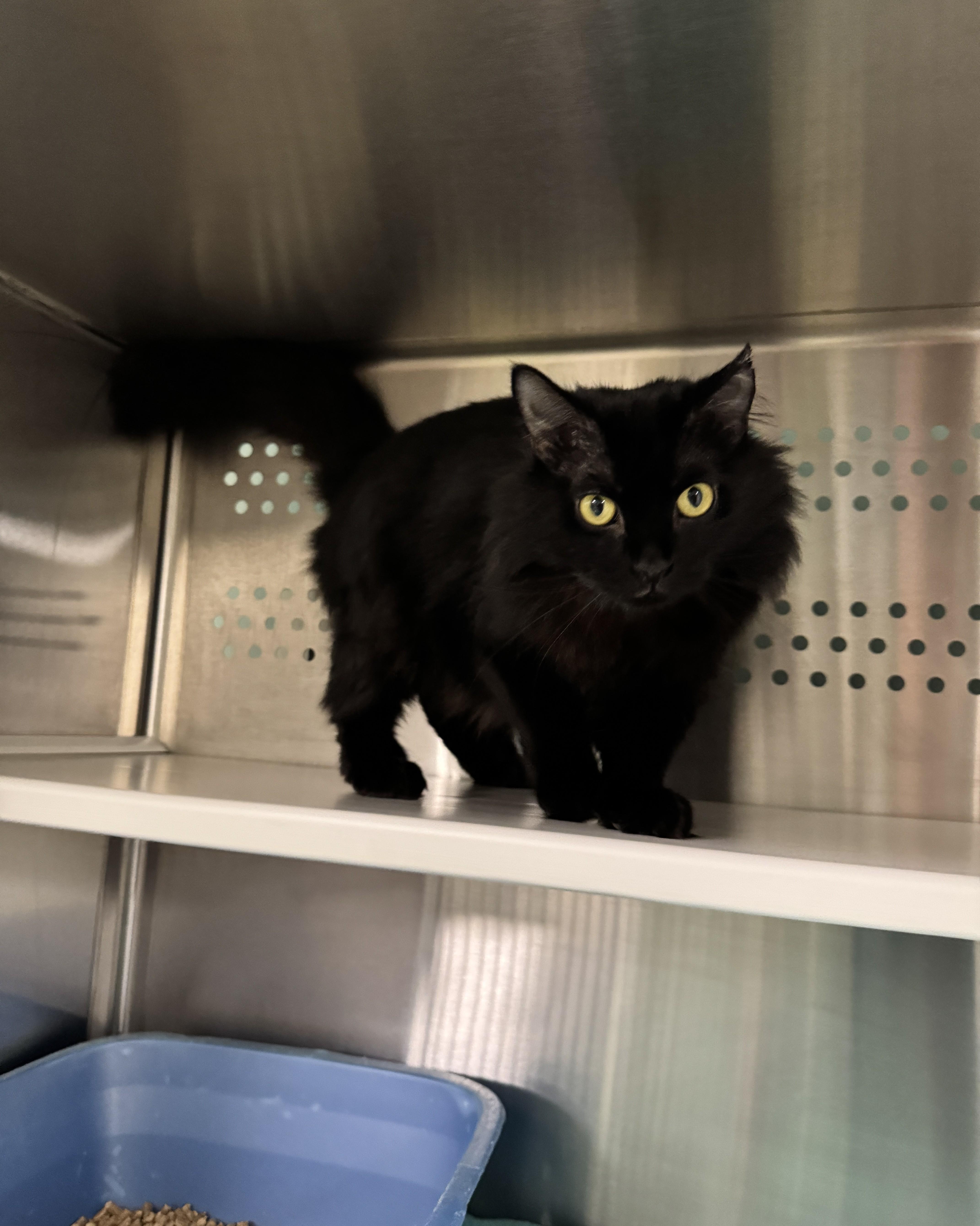 Enlarge Ren, a Adoptable Domestic Medium Hair in Seneca, PA image 1/4