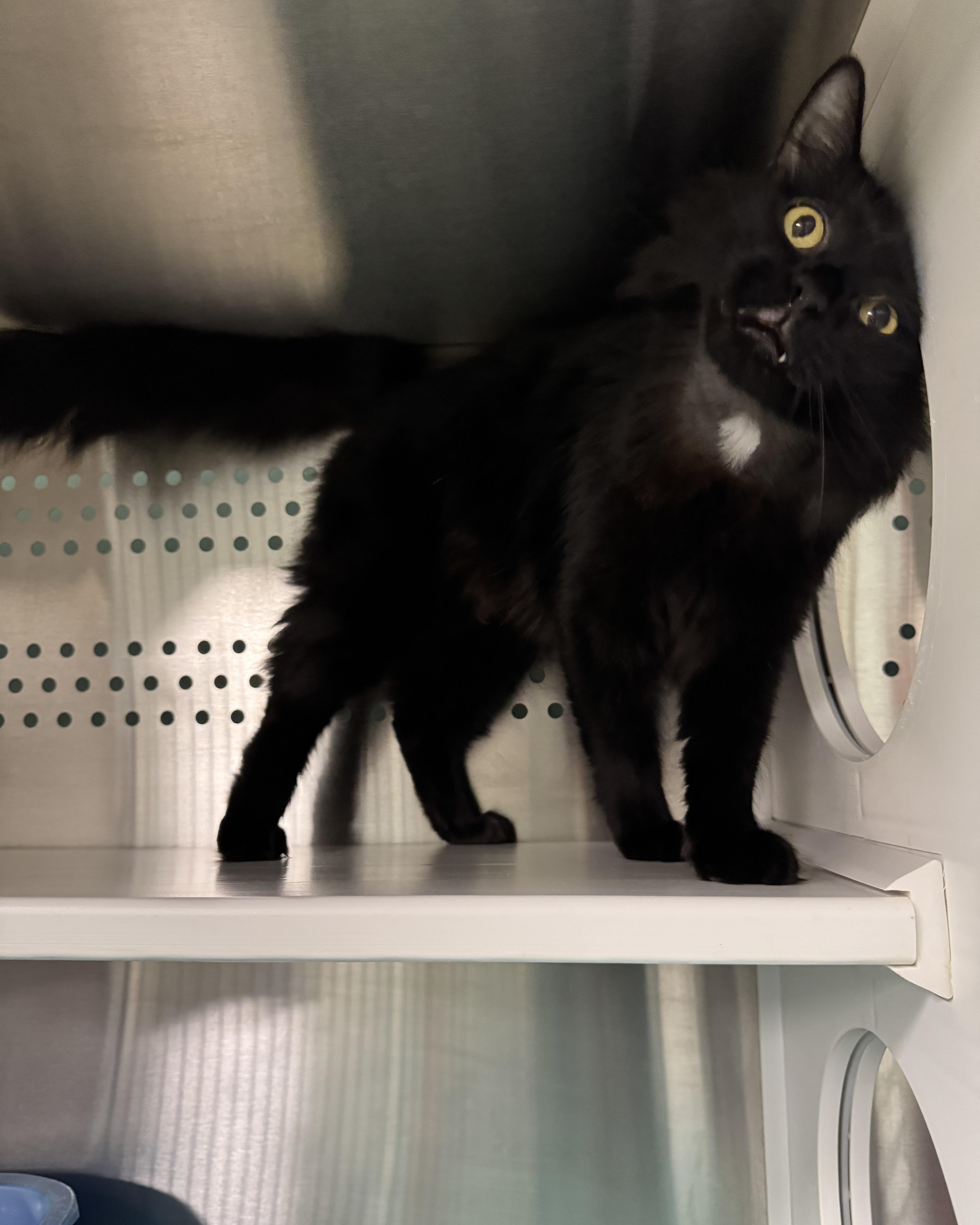 Enlarge Ren, a Adoptable Domestic Medium Hair in Seneca, PA image 2/4