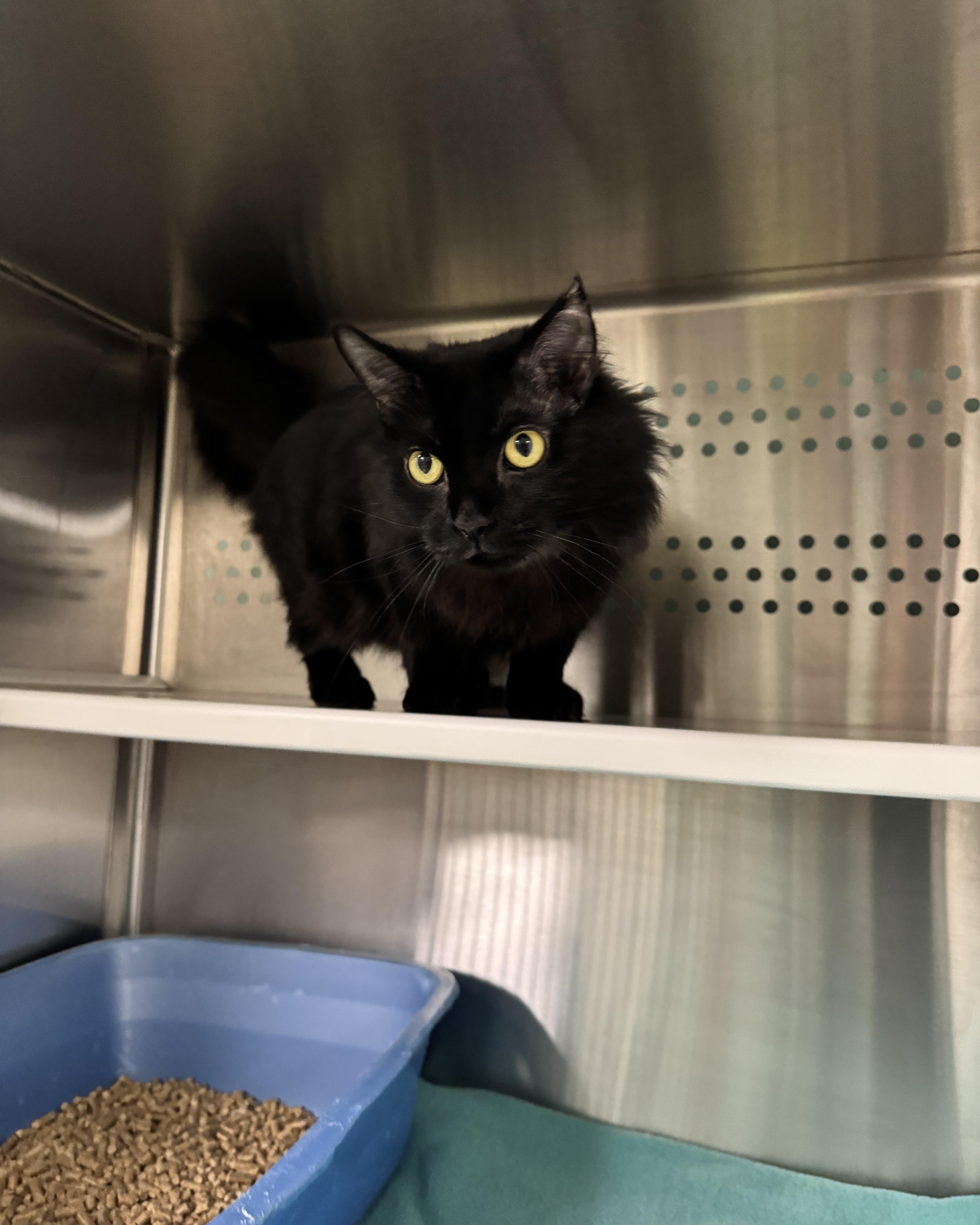 Enlarge Ren, a Adoptable Domestic Medium Hair in Seneca, PA image 3/4