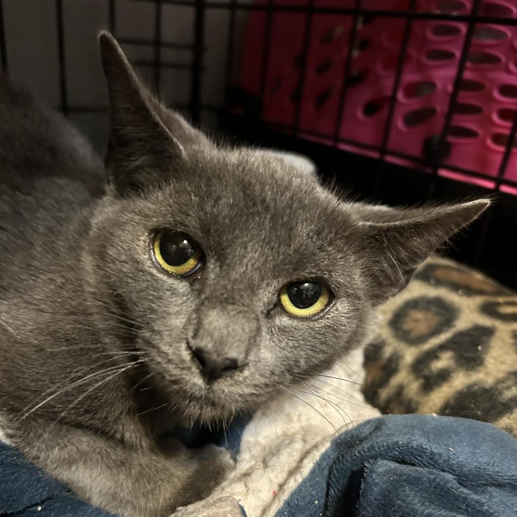 Sylvia, Adoptable, Adult Female Domestic Short Hair.