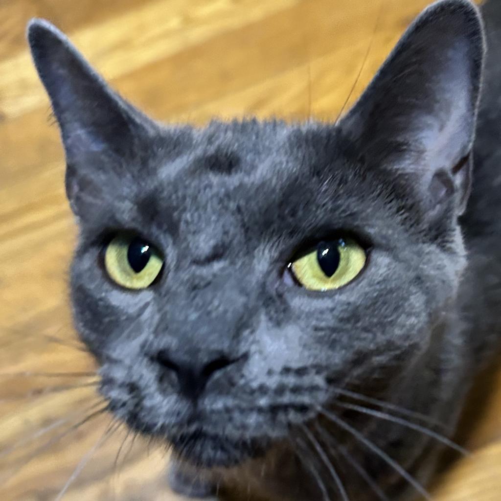 Enlarge Sylvia, a Adoptable Domestic Short Hair in Irwin, PA image 2/2