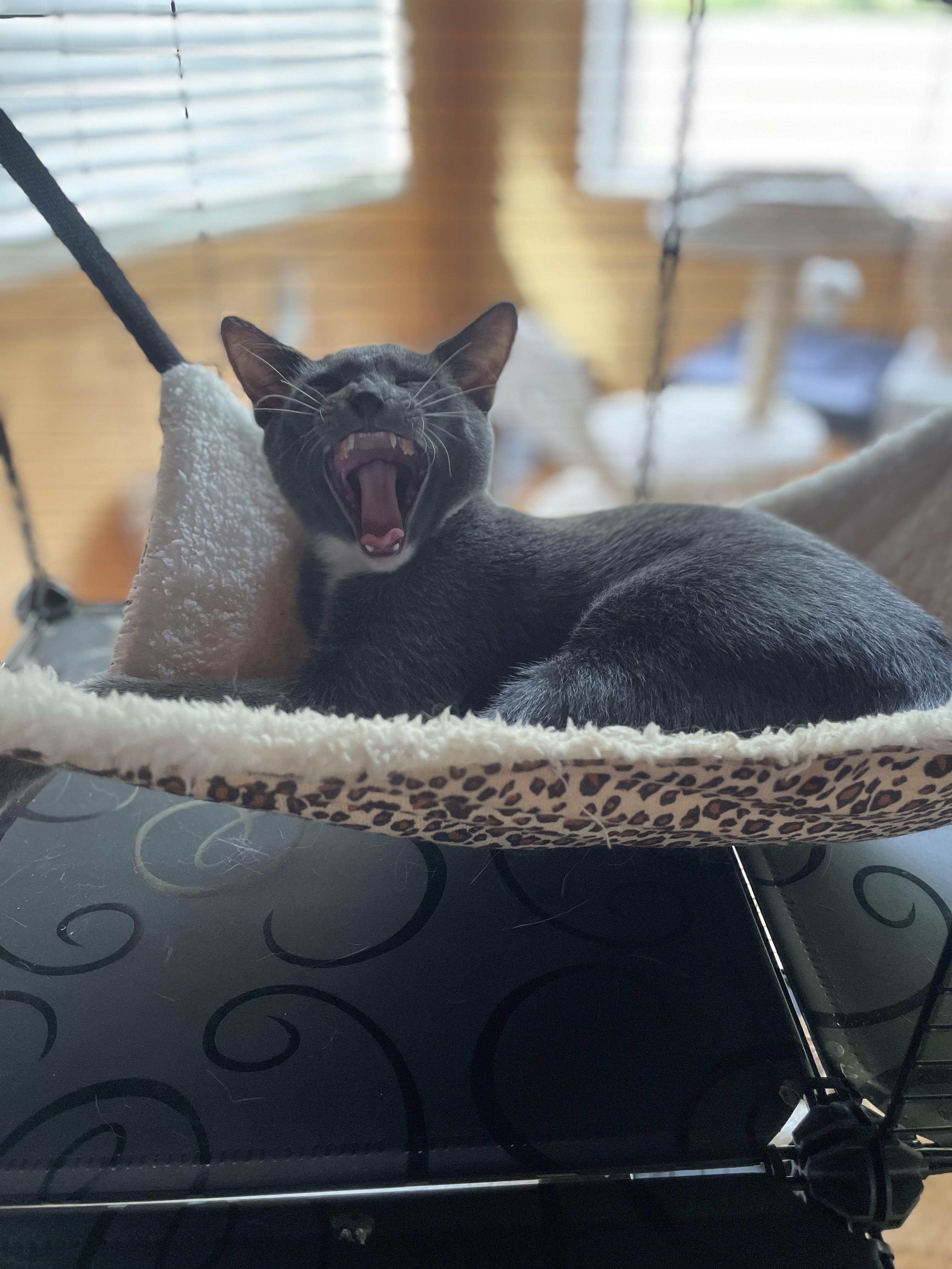 Enlarge Gary & Lt. Dan Bonded Pair - Male - Young Adult Cats  , a ADOPTABLE Domestic Short Hair in Monroe, NC image 5/6