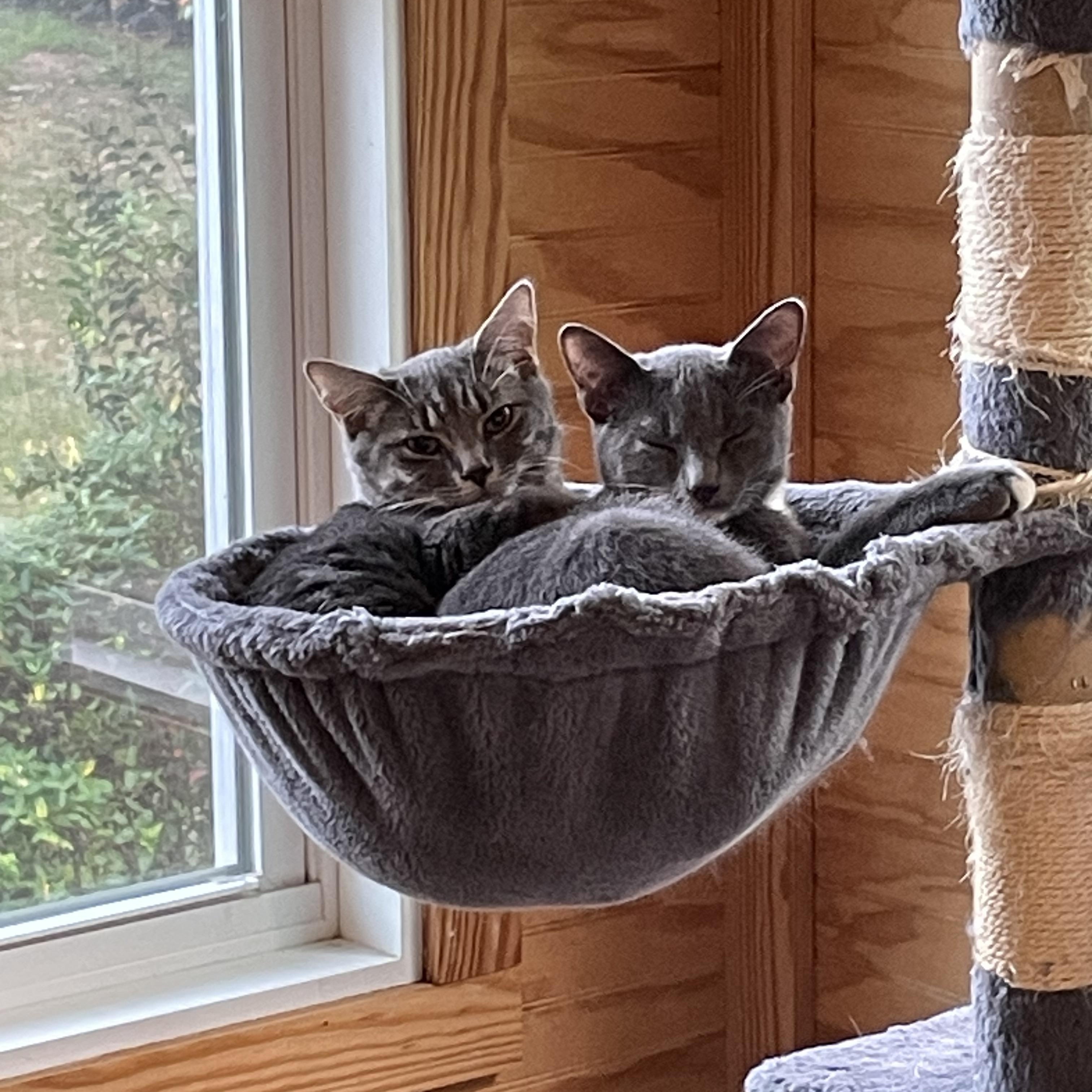 Enlarge Gary & Lt. Dan Bonded Pair - Male - Young Adult Cats  , a ADOPTABLE Domestic Short Hair in Monroe, NC image 1/6