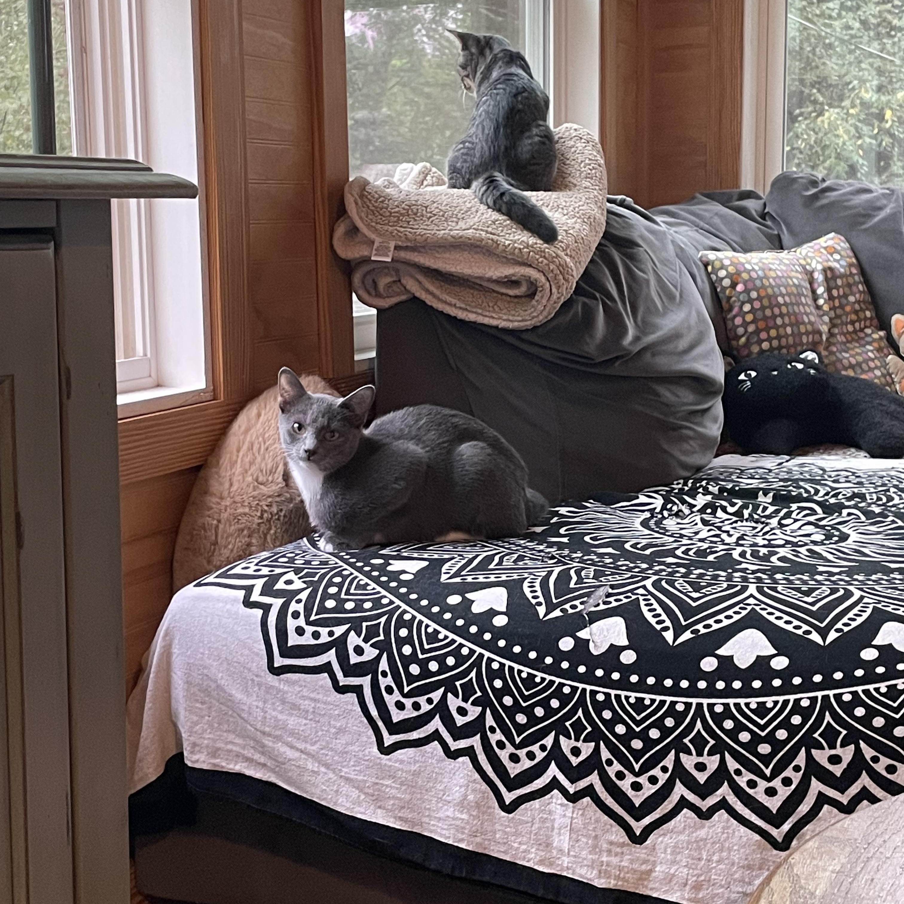 Enlarge Gary & Lt. Dan Bonded Pair - Male - Young Adult Cats  , a ADOPTABLE Domestic Short Hair in Monroe, NC image 6/6