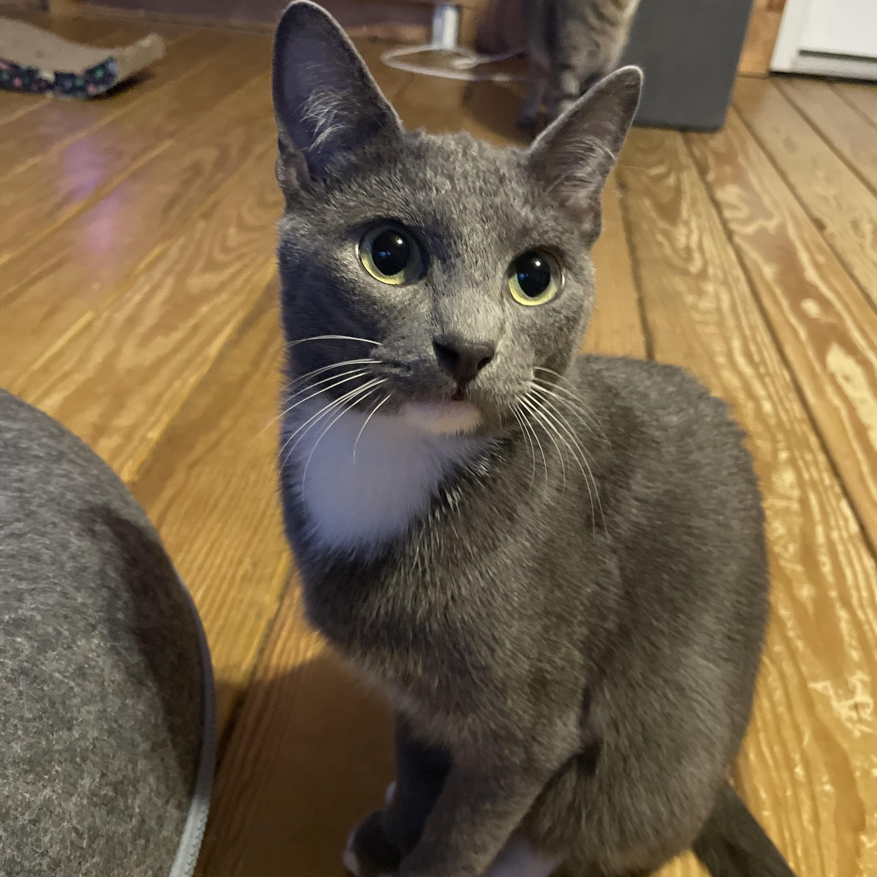 Enlarge Gary & Lt. Dan Bonded Pair - Male - Young Adult Cats  , a ADOPTABLE Domestic Short Hair in Monroe, NC image 4/6