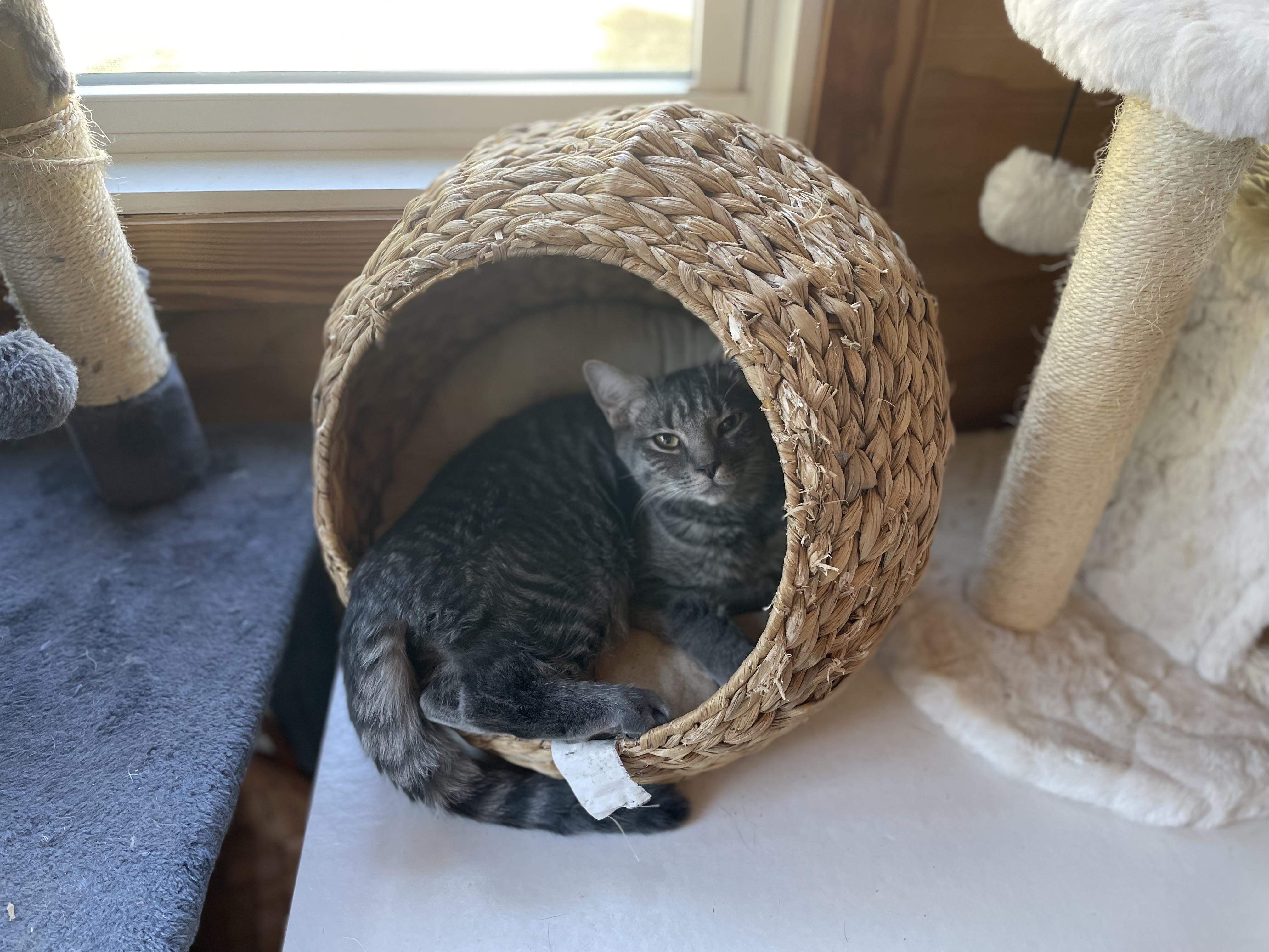 Enlarge Gary & Lt. Dan Bonded Pair - Male - Young Adult Cats  , a ADOPTABLE Domestic Short Hair in Monroe, NC image 3/6