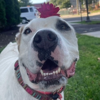 Enlarge BRYCE, a Adoptable mixed breed in Stamford, CT image 6/6