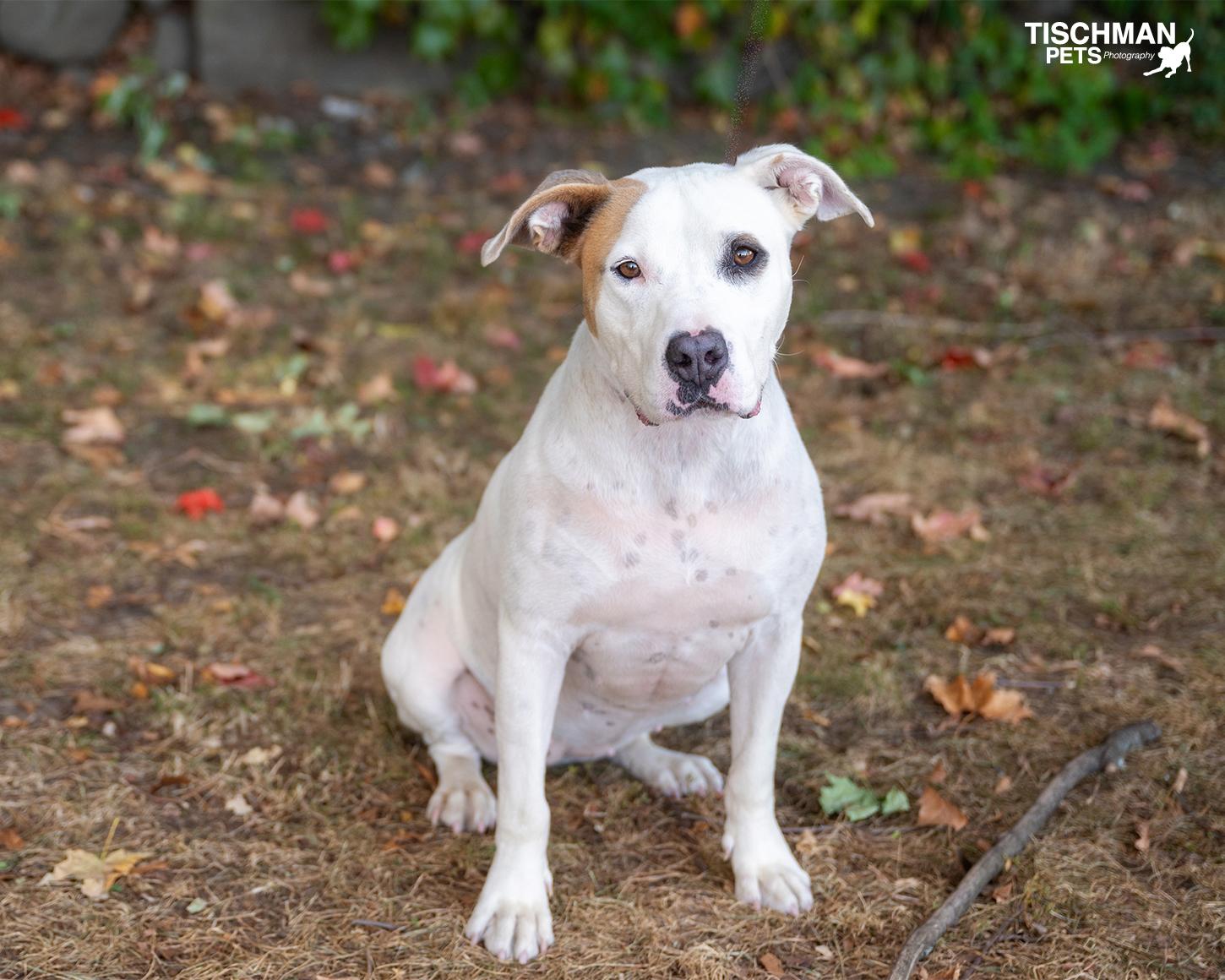 Enlarge BRYCE, a Adoptable mixed breed in Stamford, CT image 3/6