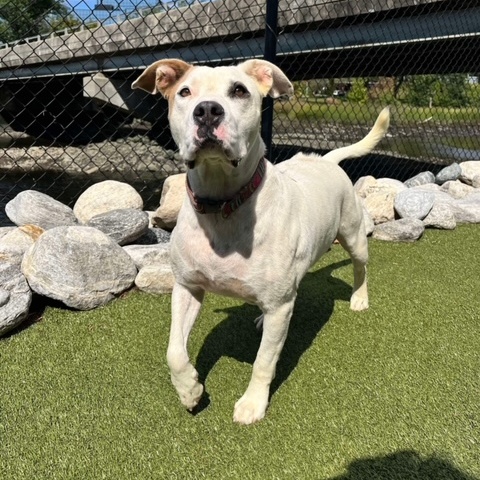 Enlarge BRYCE, a Adoptable mixed breed in Stamford, CT image 4/6