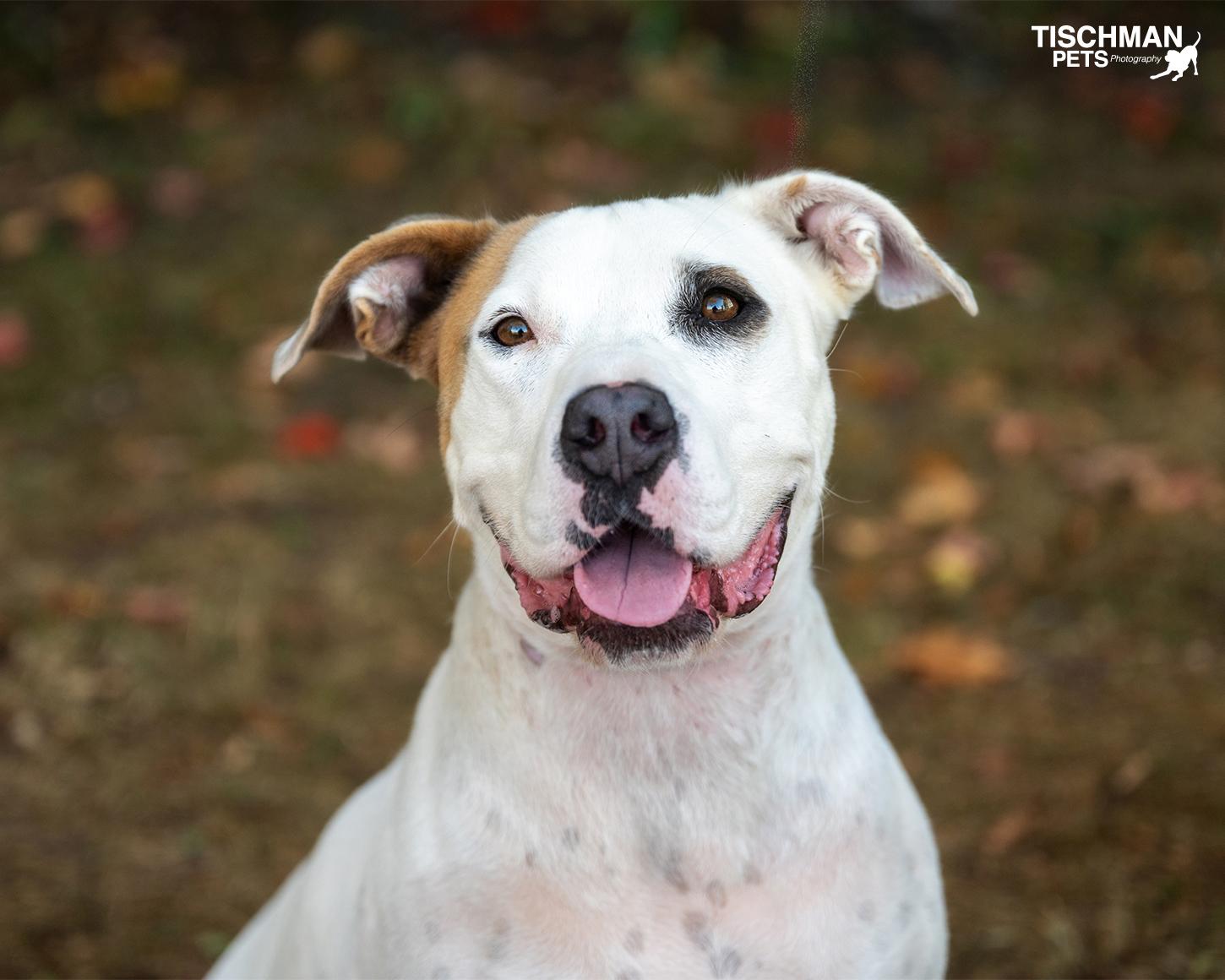 Enlarge BRYCE, a Adoptable mixed breed in Stamford, CT image 1/6
