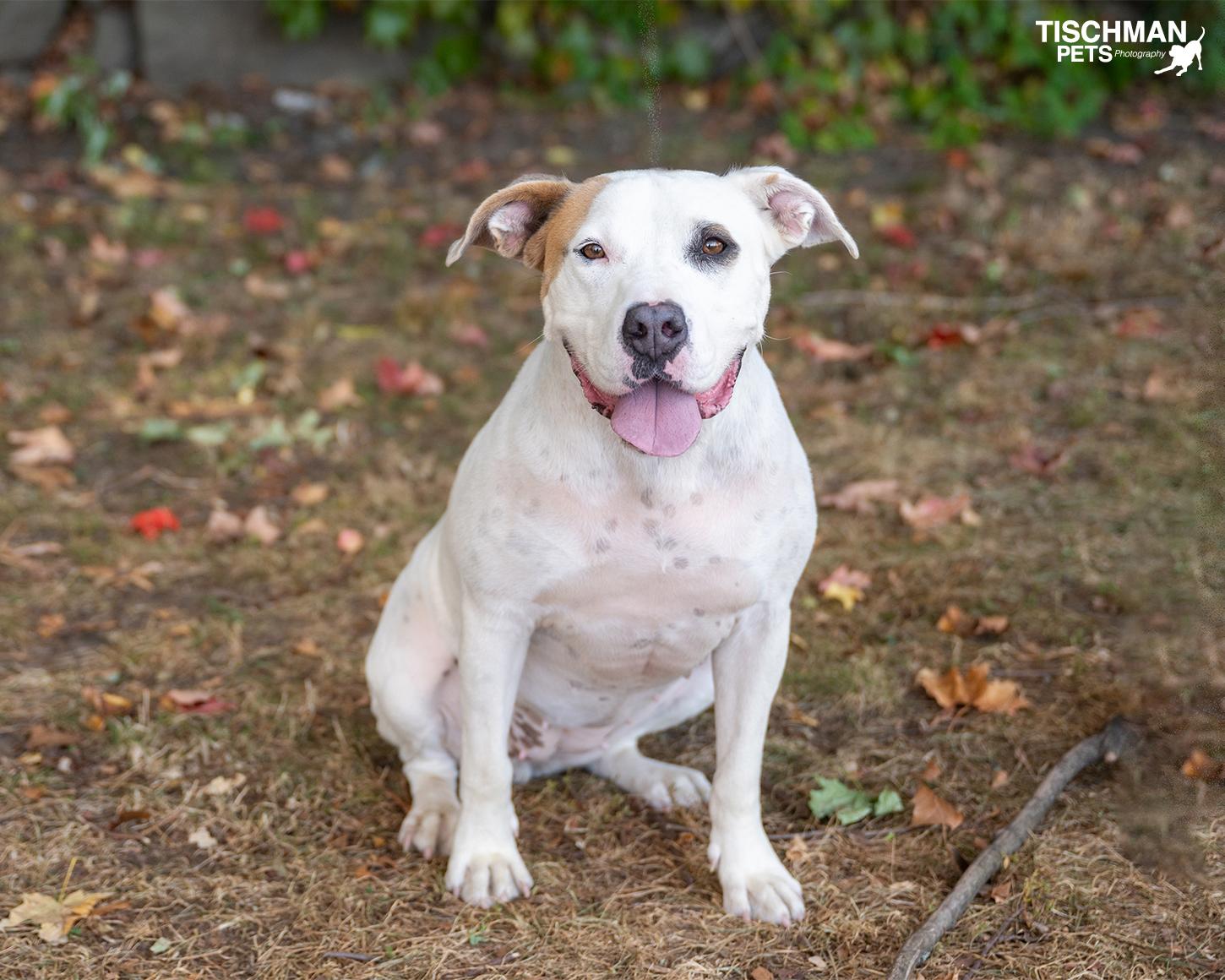 Enlarge BRYCE, a Adoptable mixed breed in Stamford, CT image 2/6