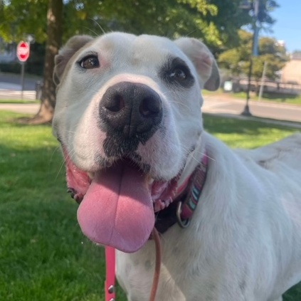 Enlarge BRYCE, a Adoptable mixed breed in Stamford, CT image 5/6