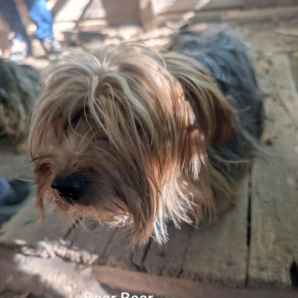 Bear, Adoptable, Adult Male Yorkshire Terrier.