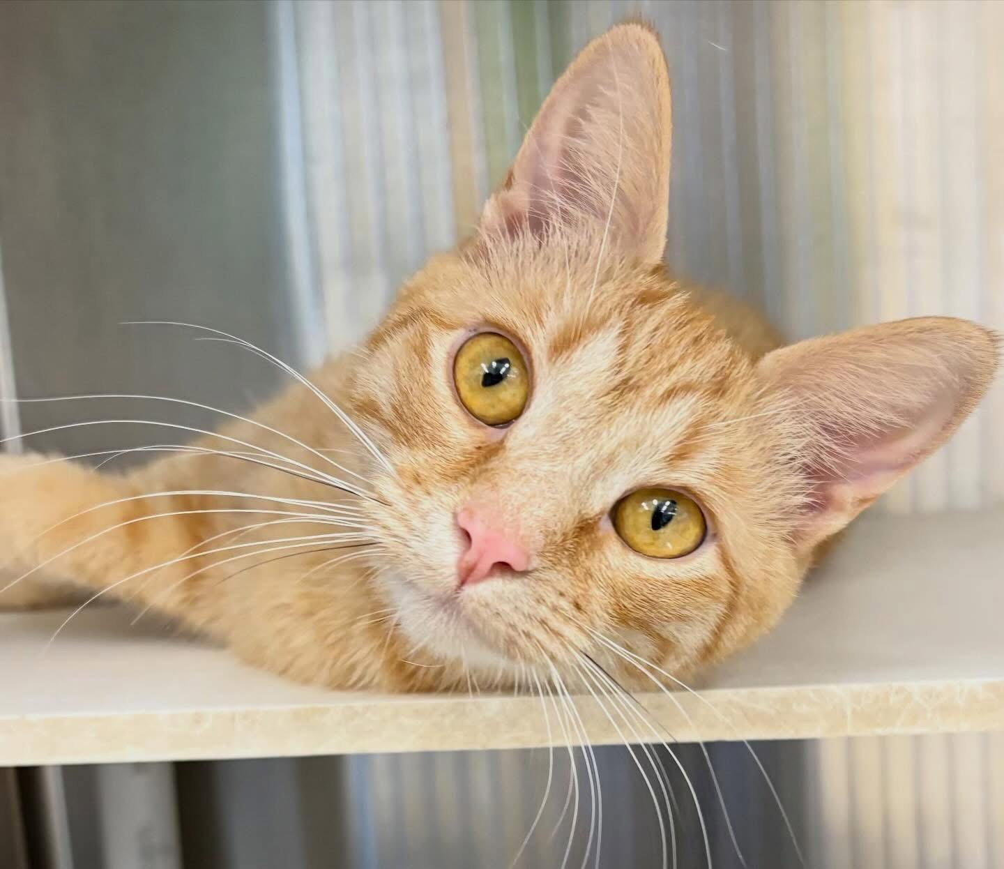Athena, a Adopted Domestic Short Hair in Winchendon, MA image 1/2