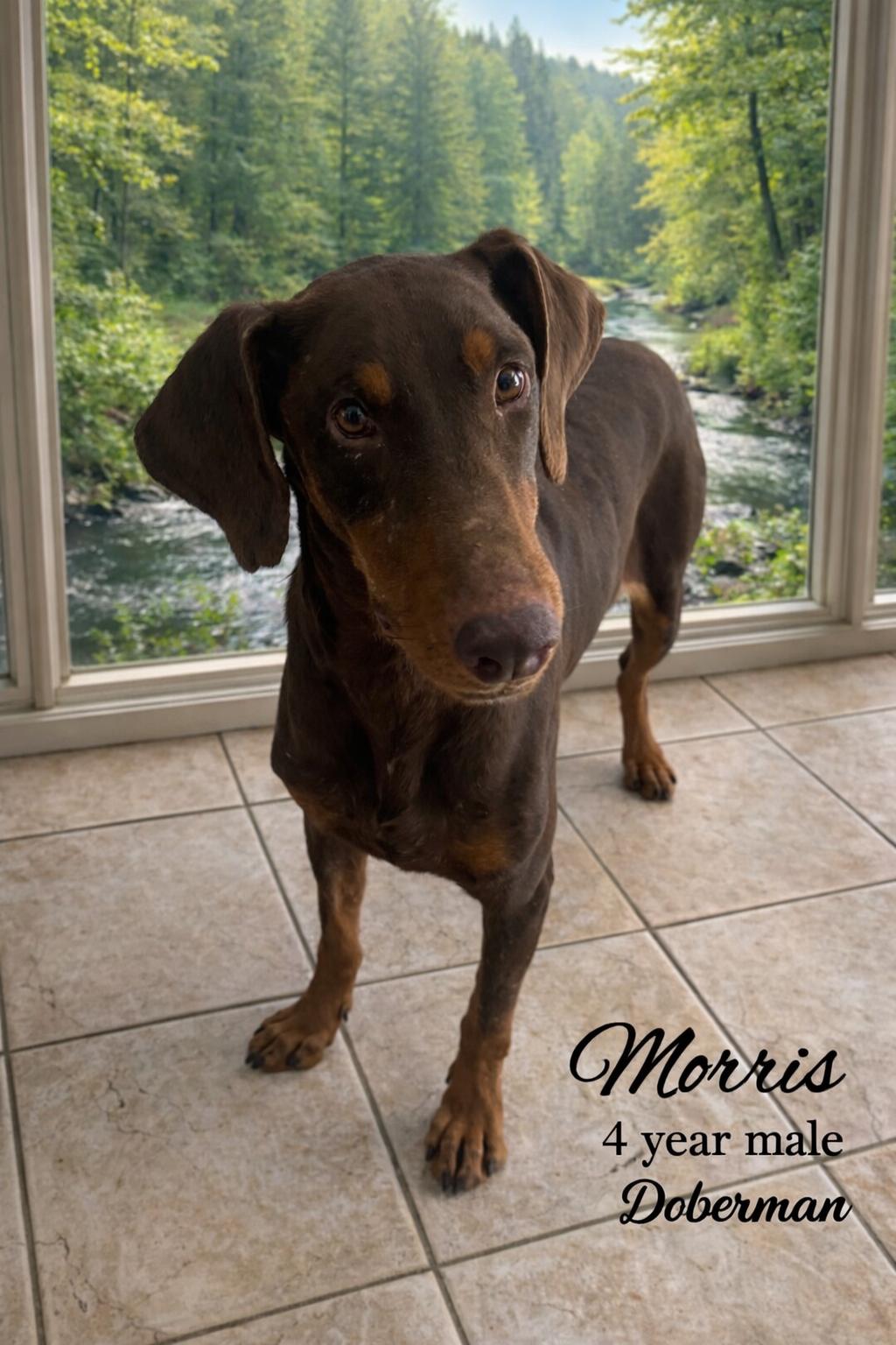 Enlarge MORRIS  – 4 YEAR MALE DOBERMAN , a Adoptable Doberman Pinscher in Mesa, AZ image 1/1
