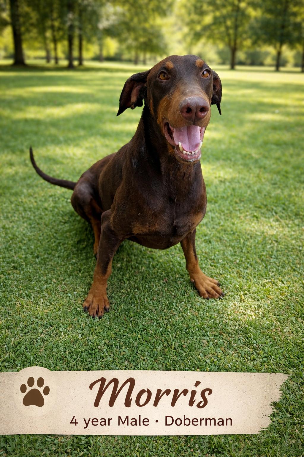 Enlarge MORRIS  – 4 YEAR MALE DOBERMAN - 62 POUNDS, a Adoptable Doberman Pinscher in Mesa, AZ image 2/2