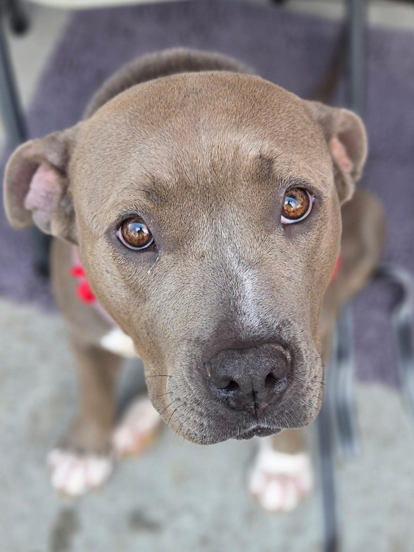 Enlarge Lola, an adopted mixed breed in Greensboro, GA image 4/5