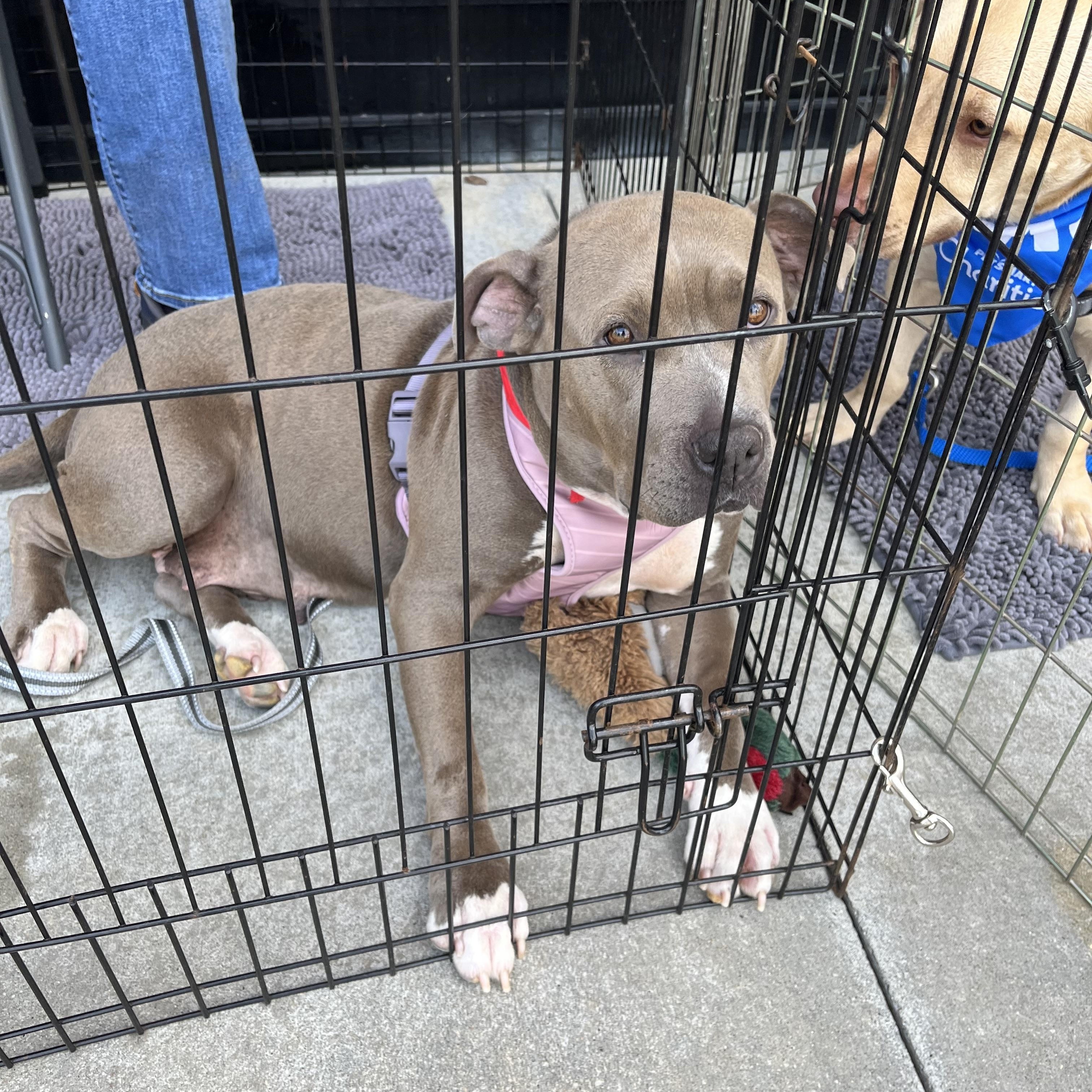 Enlarge Lola, an adopted mixed breed in Greensboro, GA image 1/5