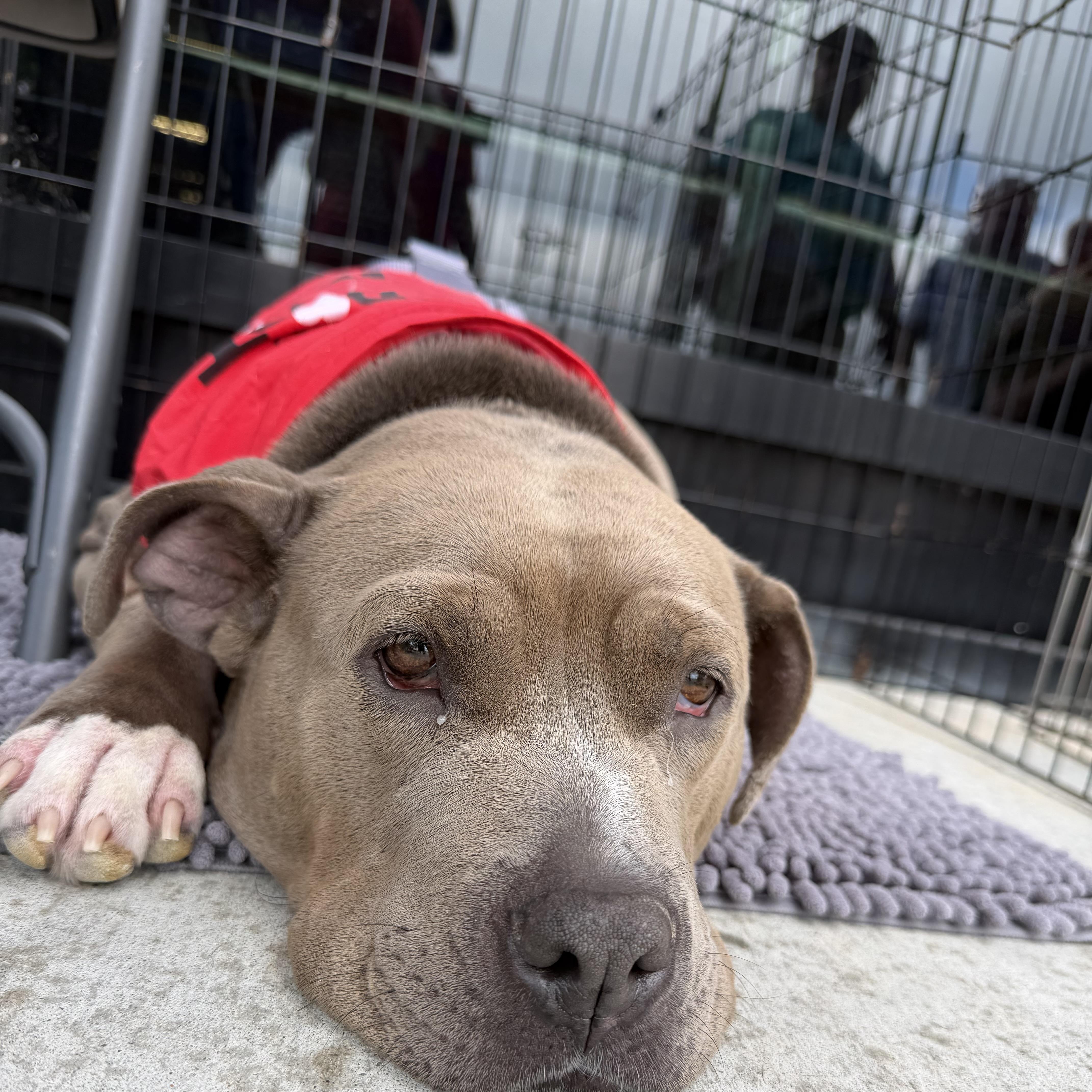 Enlarge Lola, an adopted mixed breed in Greensboro, GA image 2/5