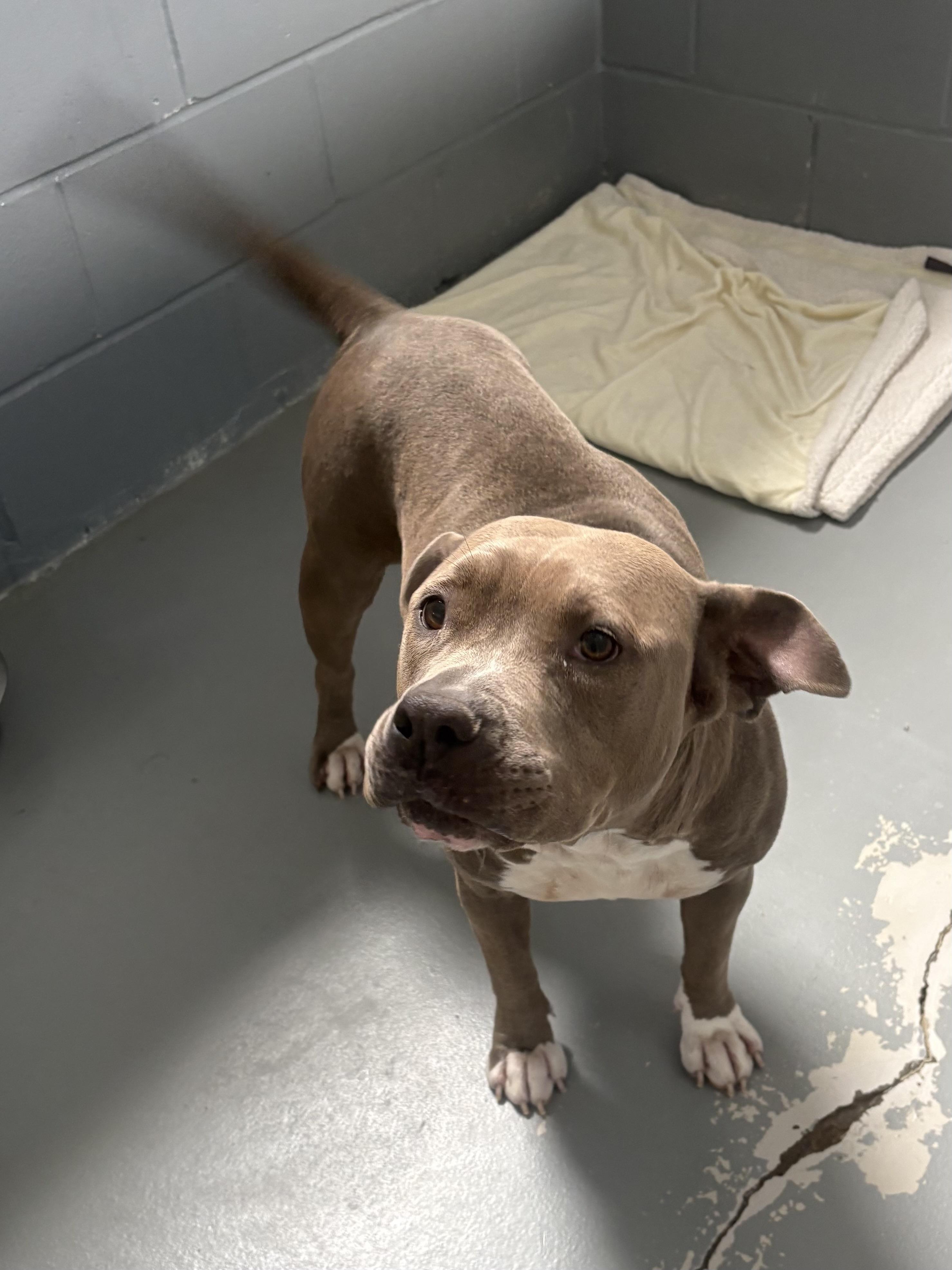 Enlarge Lola, an adopted mixed breed in Greensboro, GA image 5/5