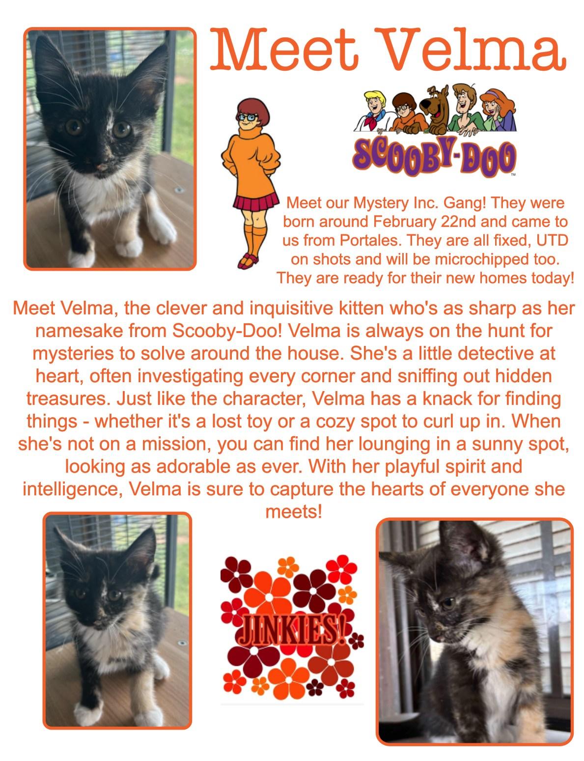 Velma, an adoptable Domestic Short Hair in Clovis, NM, 88101 | Photo Image 1