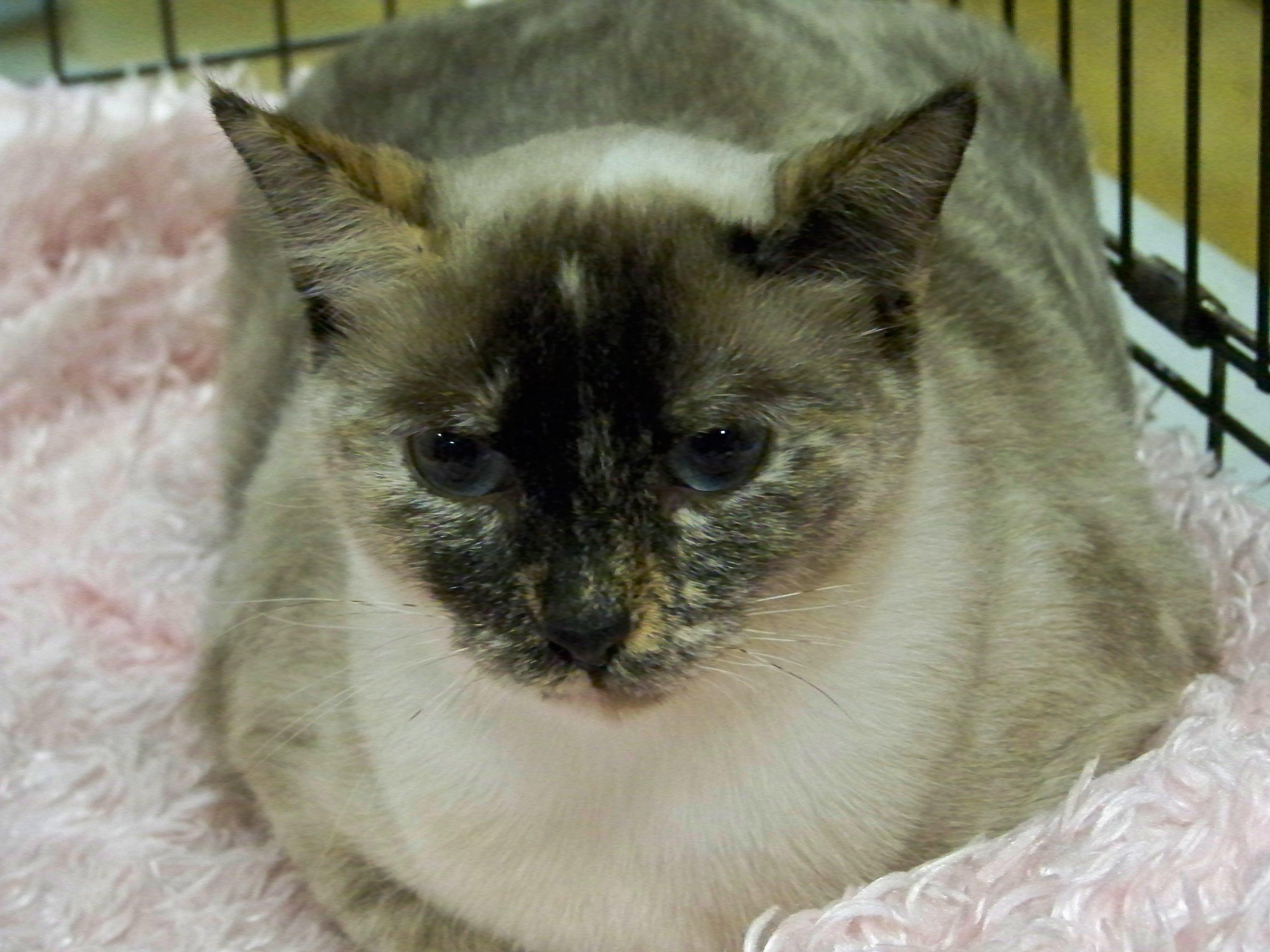 Selena, a Adoptable Siamese image 1/2