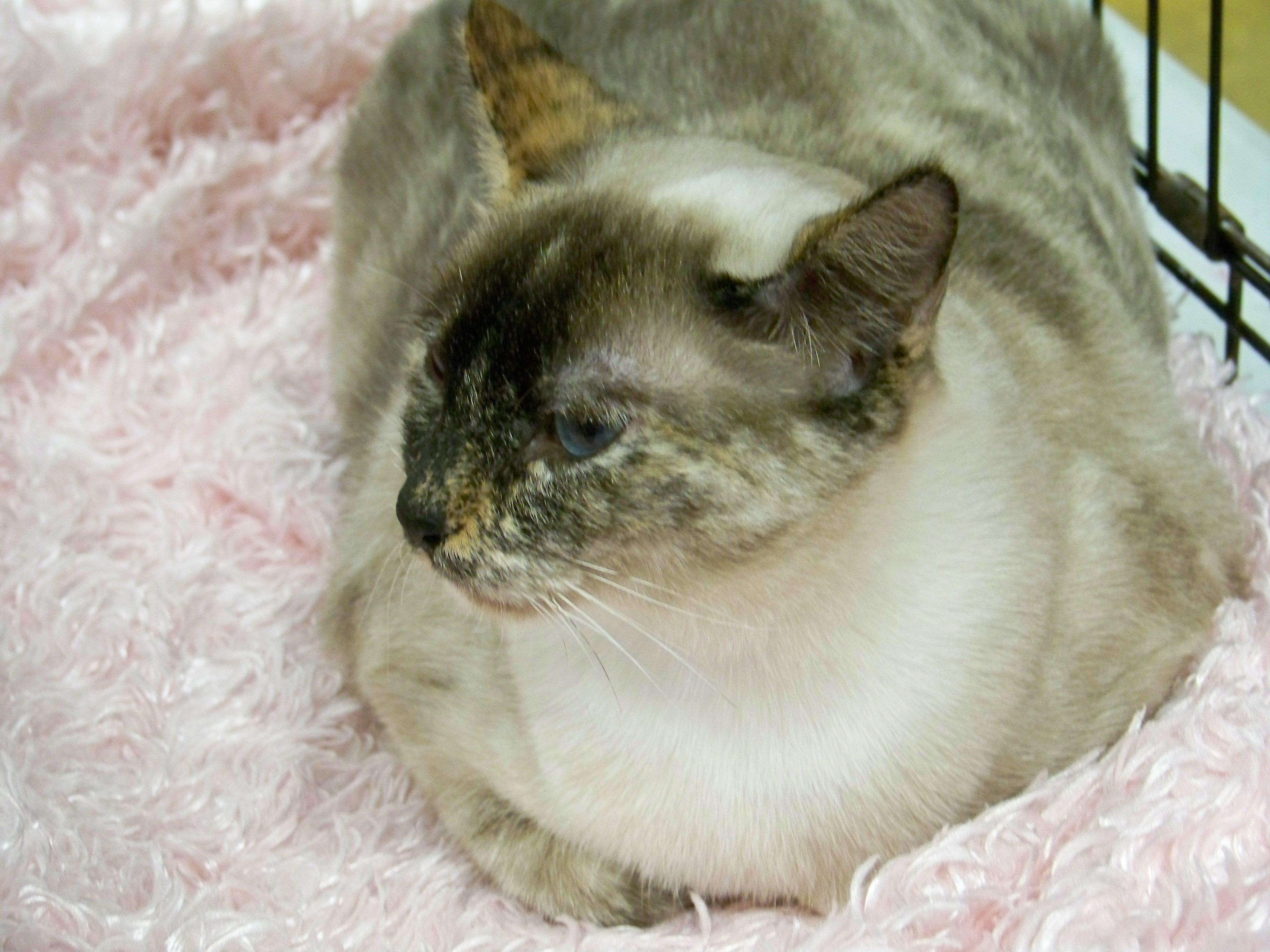 Selena, a Adoptable Siamese image 2/2