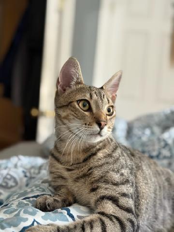 Wilson (bonded with Rex), Young Male Domestic Short Hair