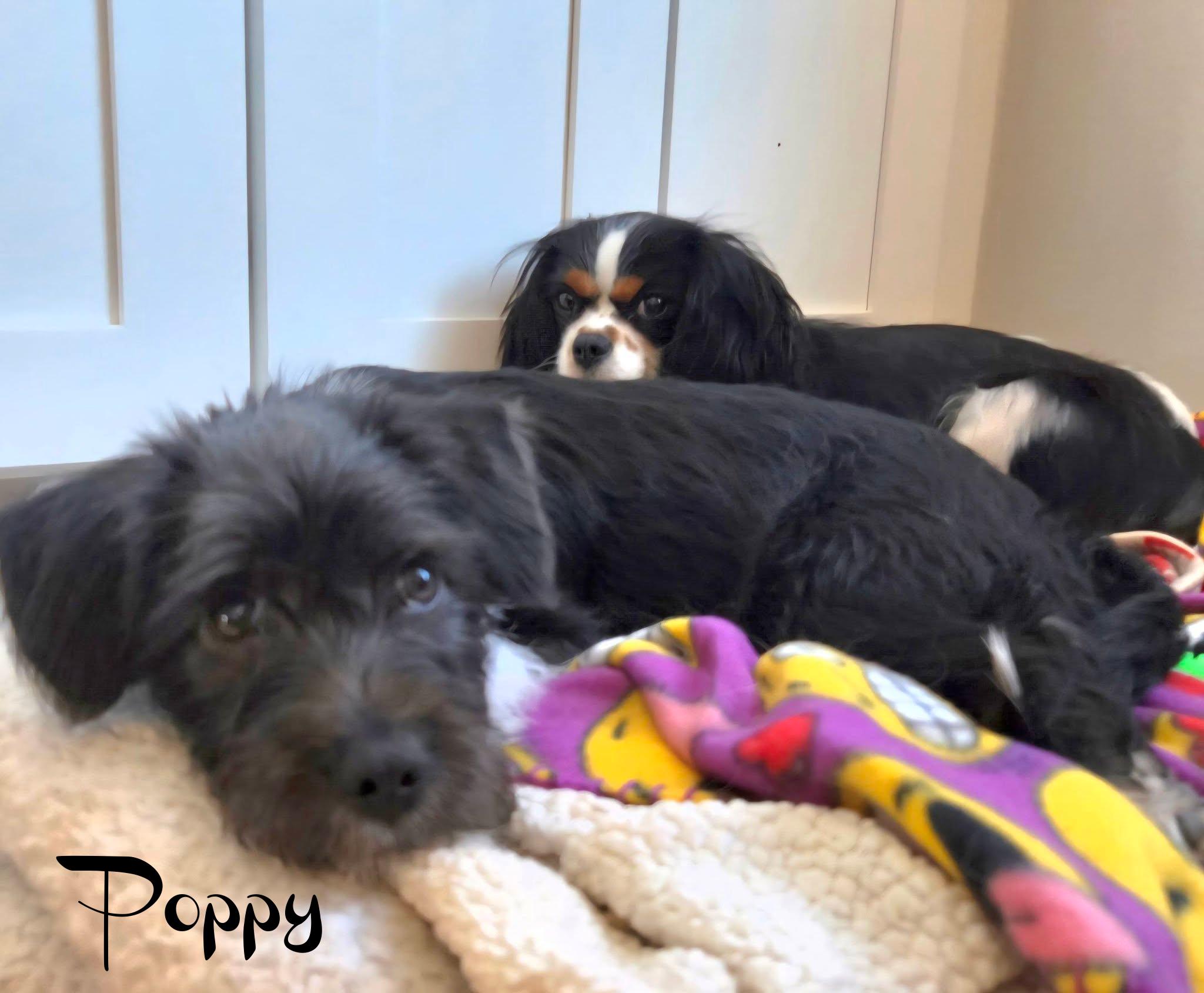 Poppy, a ADOPTABLE mixed breed in Elburn, IL image 4/6